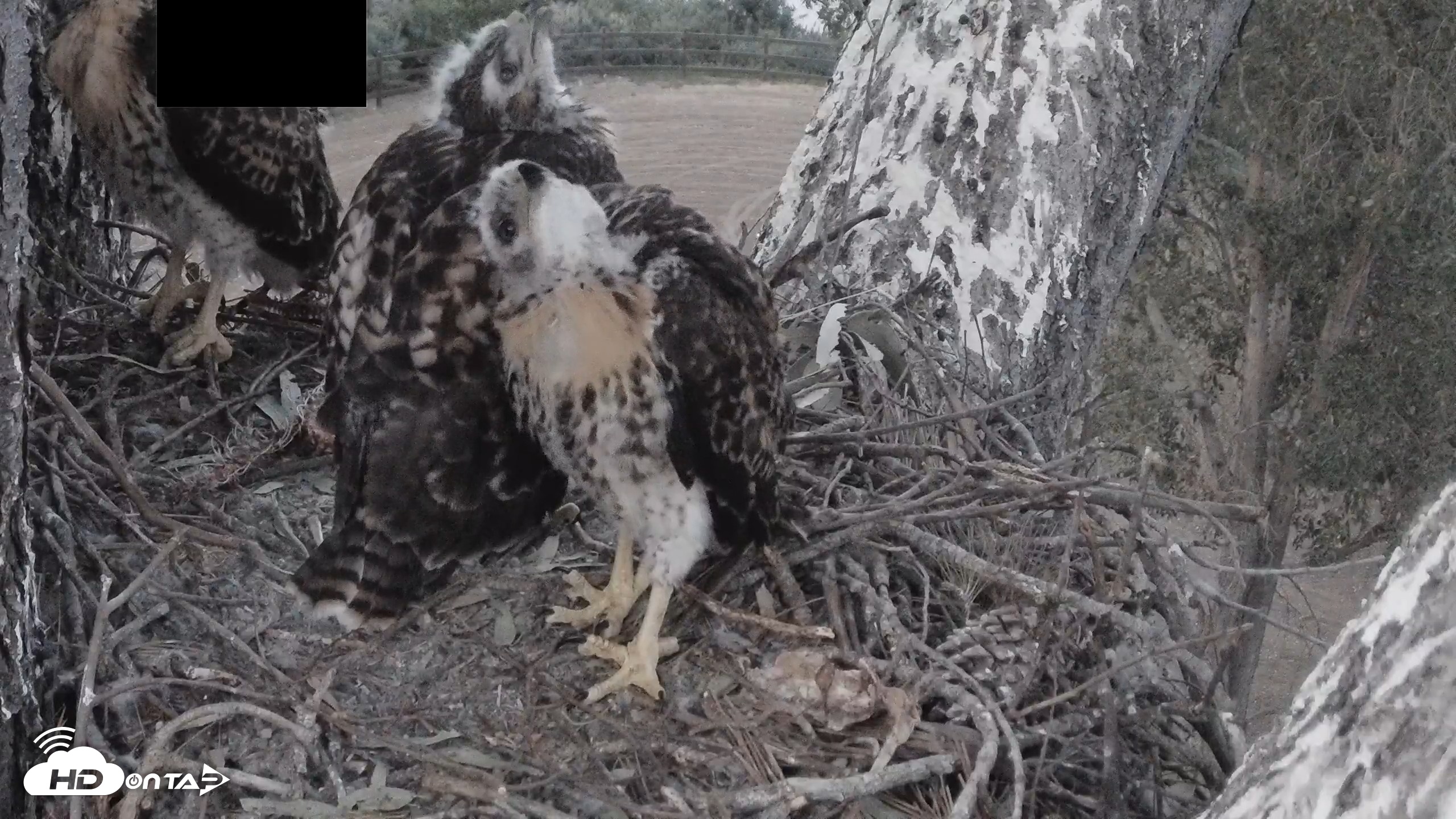 Snapshot of Red-Tailed Hawk Live Webcam taken Apr 28, 2026, 7:42pm PDT