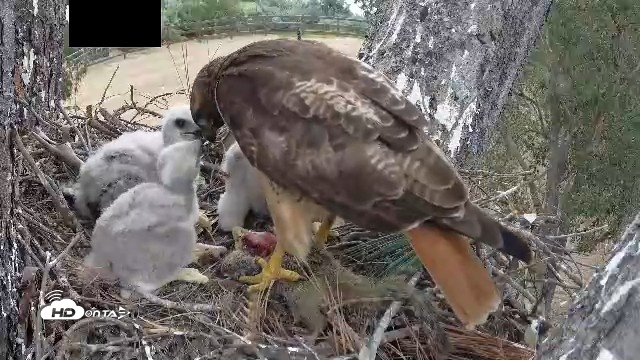 Snapshot of Red-Tailed Hawk Live Webcam taken Apr 12, 2026, 3:20pm PDT