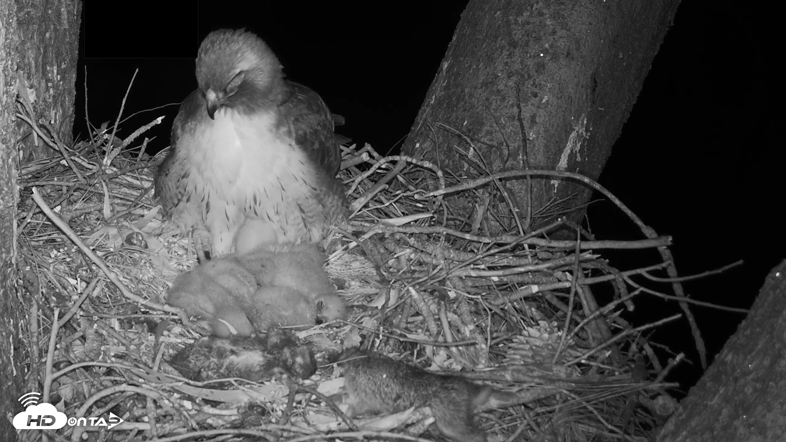 Snapshot of Red-Tailed Hawk Live Webcam taken Mar 30, 2026, 10:08pm PDT