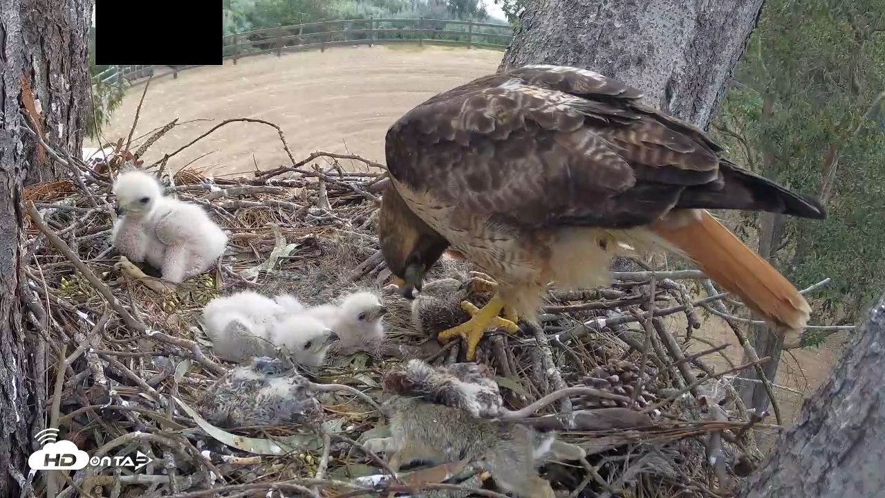 Snapshot of Red-Tailed Hawk Live Webcam taken Mar 30, 2026, 9:40am PDT
