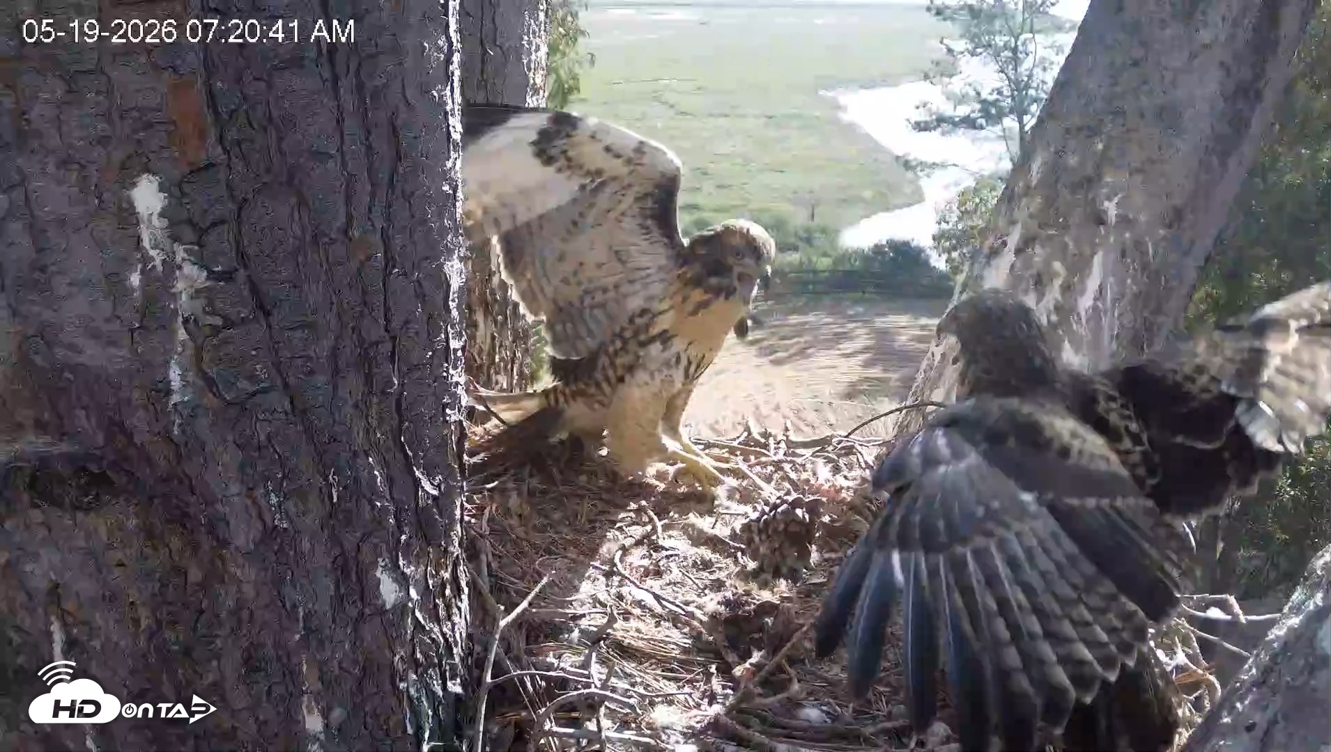 Snapshot of Red-Tailed Hawk Live Webcam taken May 19, 2026, 8:21am PDT