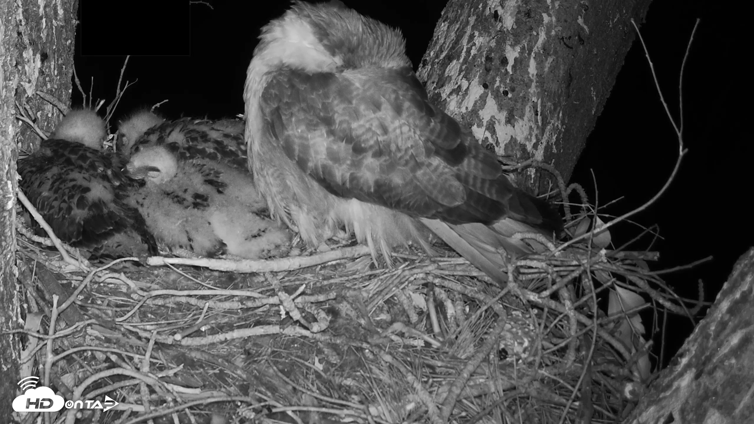 Snapshot of Red-Tailed Hawk Live Webcam taken Apr 19, 2026, 4:46am PDT