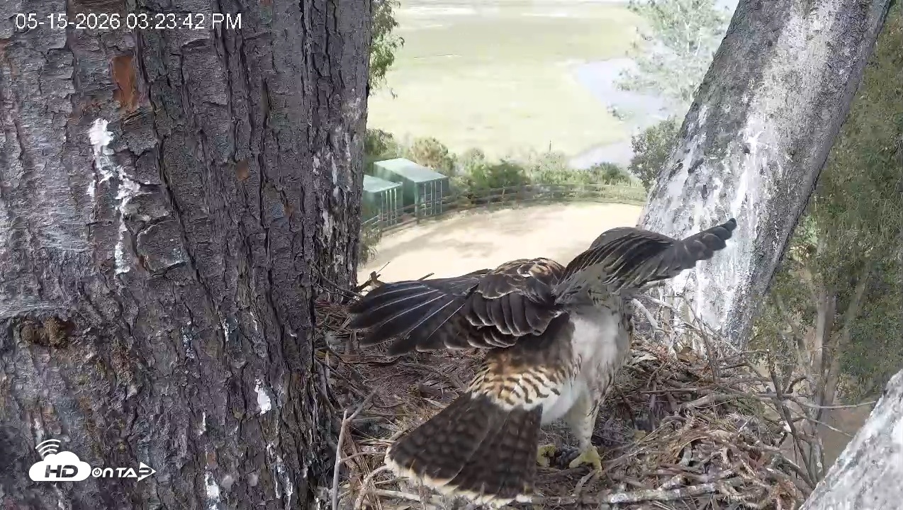 Snapshot of Red-Tailed Hawk Live Webcam taken May 15, 2026, 4:27pm PDT