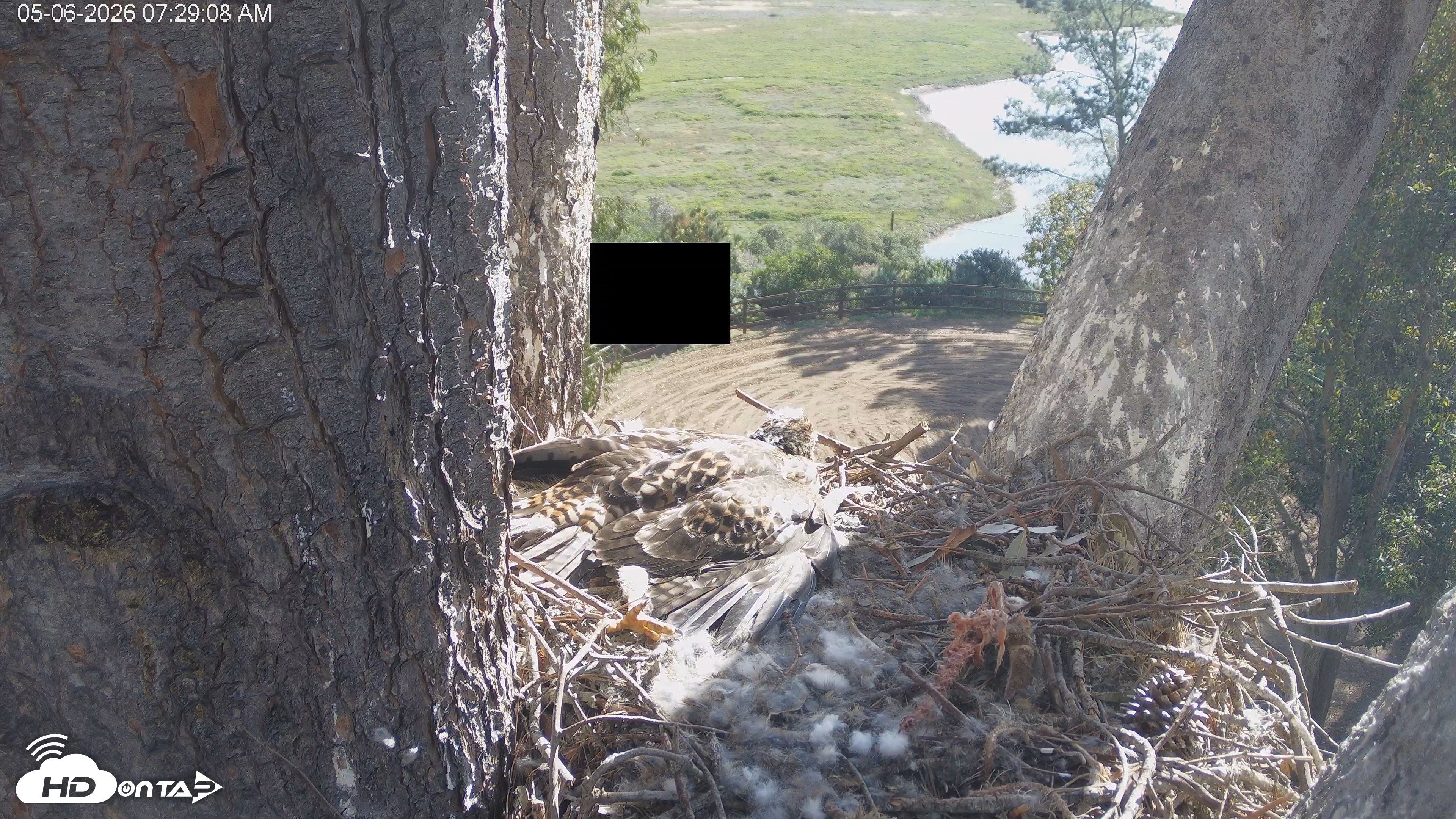 Snapshot of Red-Tailed Hawk Live Webcam taken May 6, 2026, 8:30am PDT