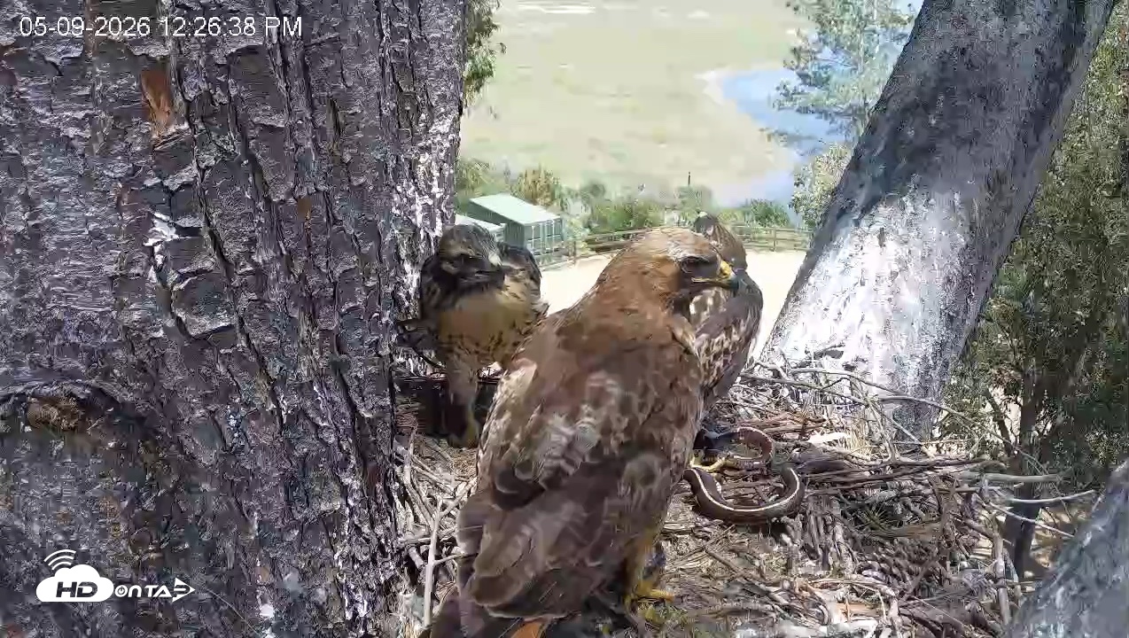 Snapshot of Red-Tailed Hawk Live Webcam taken May 9, 2026, 1:27pm PDT