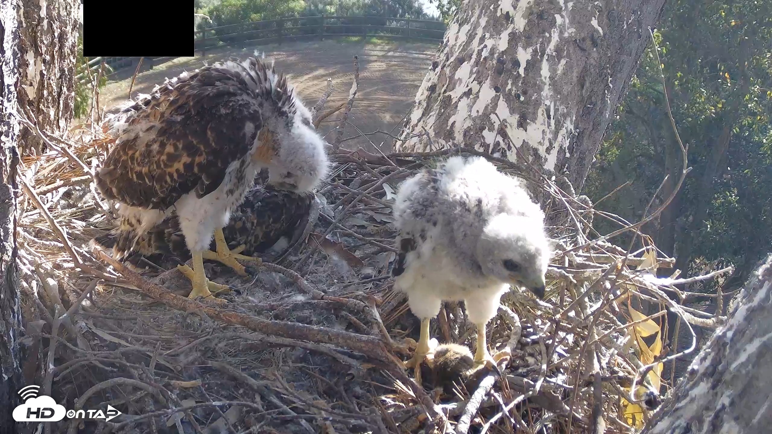 Snapshot of Red-Tailed Hawk Live Webcam taken Apr 20, 2026, 8:12am PDT
