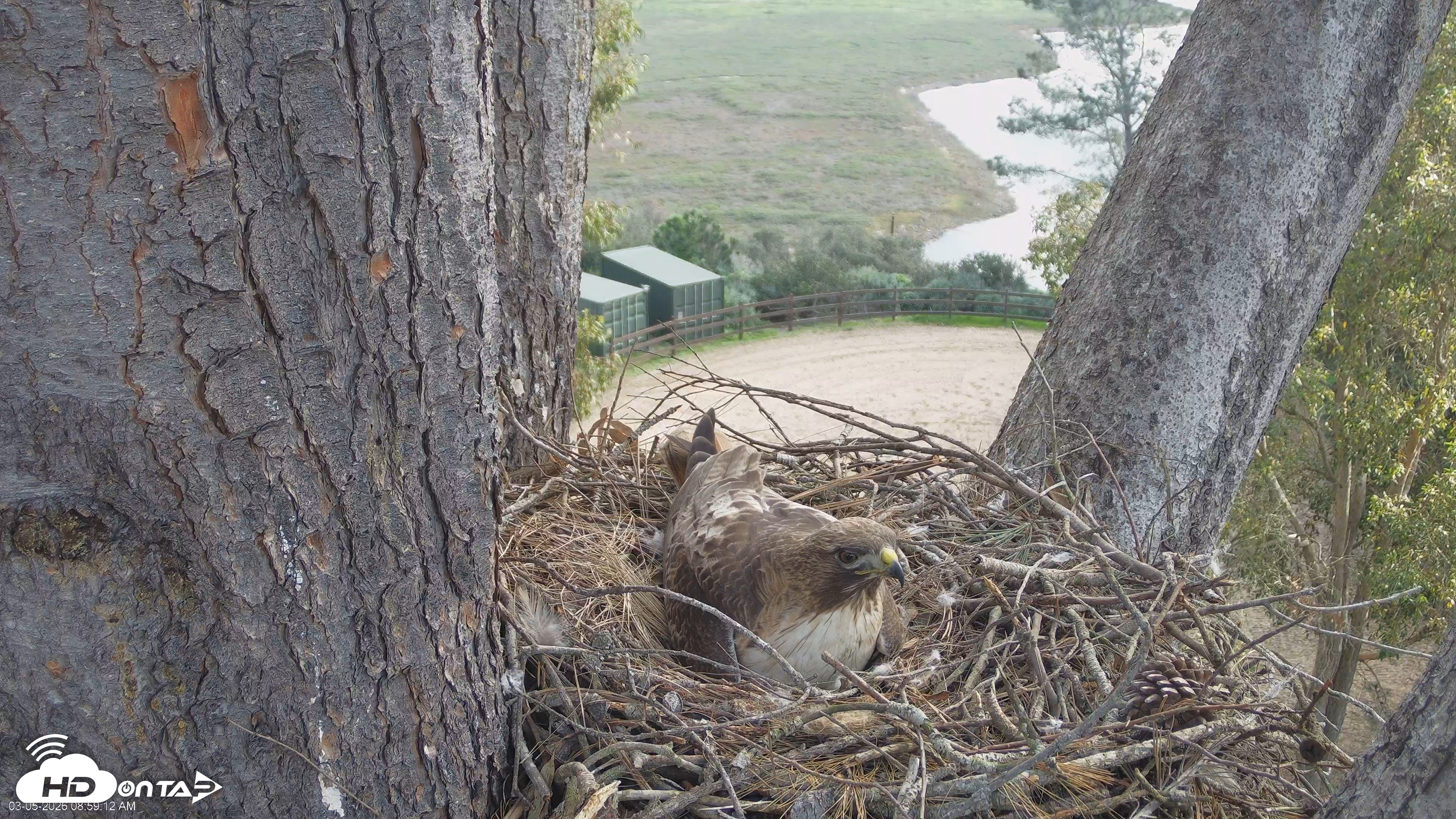 Snapshot of Red-Tailed Hawk Live Webcam taken Mar 5, 2026, 8:59am PST