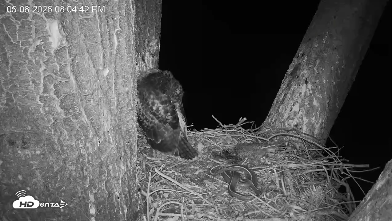 Snapshot of Red-Tailed Hawk Live Webcam taken May 8, 2026, 9:08pm PDT