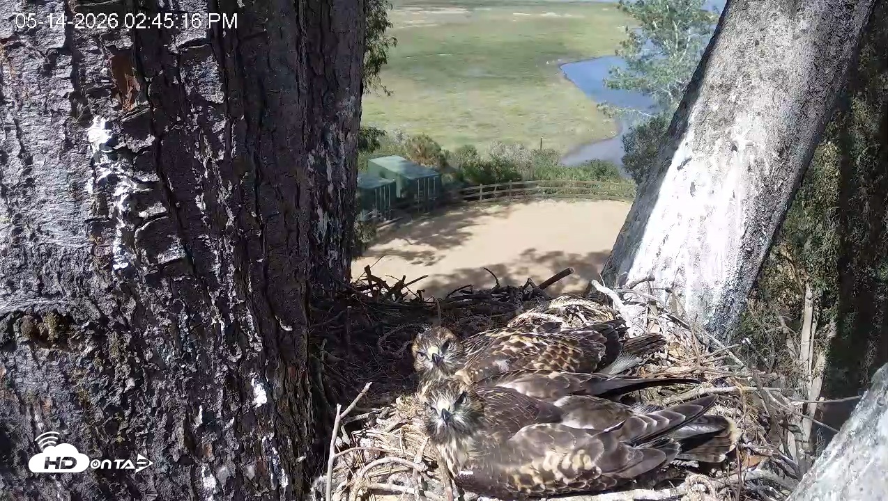Snapshot of Red-Tailed Hawk Live Webcam taken May 14, 2026, 3:49pm PDT