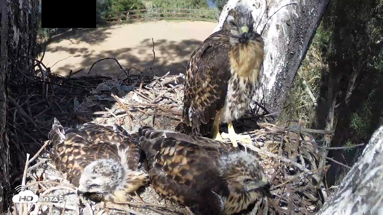 Snapshot of Red-Tailed Hawk Live Webcam taken Apr 29, 2026, 3:56pm PDT