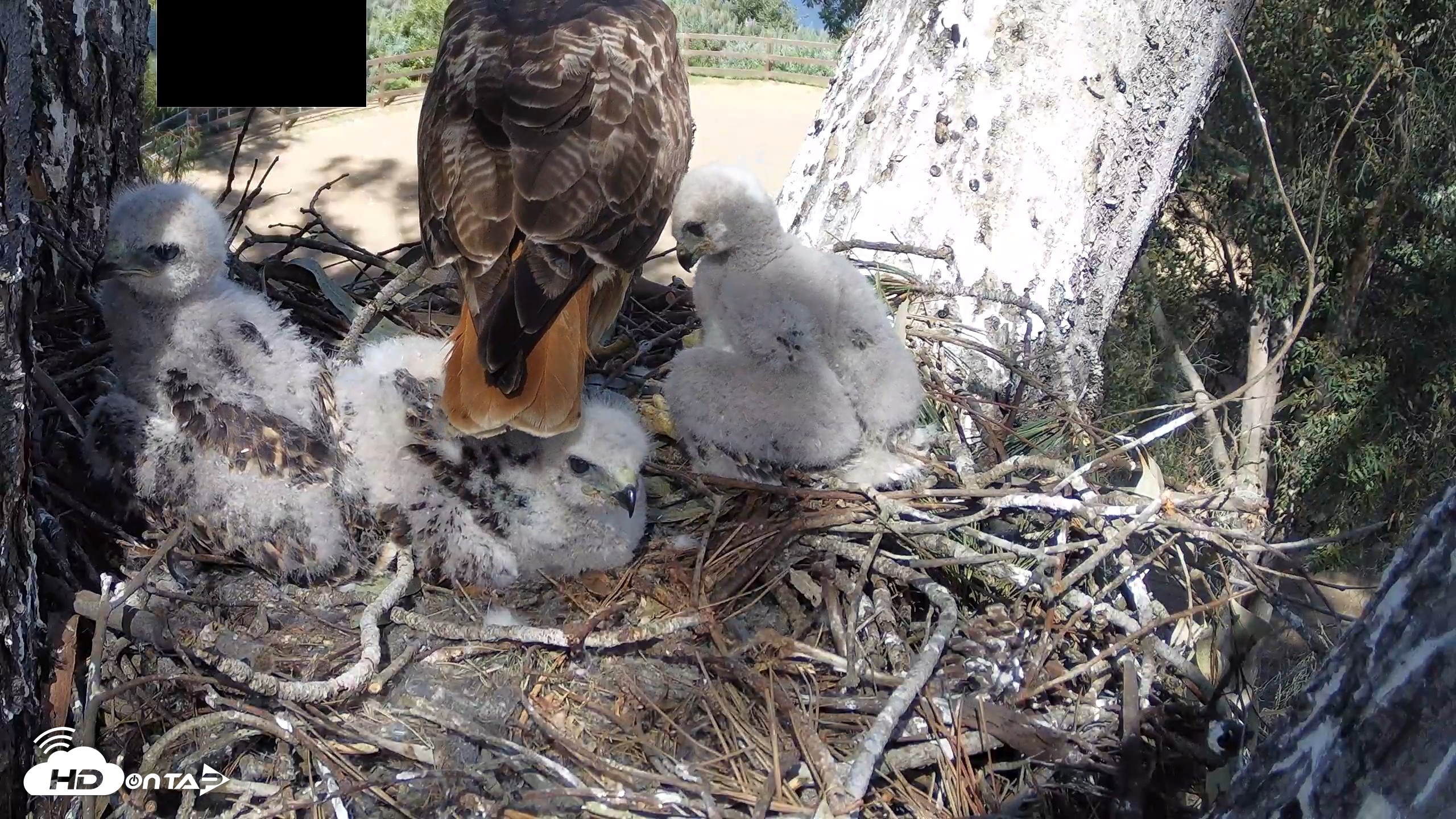 Snapshot of Red-Tailed Hawk Live Webcam taken Apr 15, 2026, 3:33pm PDT
