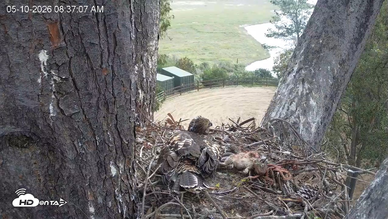 Snapshot of Red-Tailed Hawk Live Webcam taken May 10, 2026, 9:38am PDT