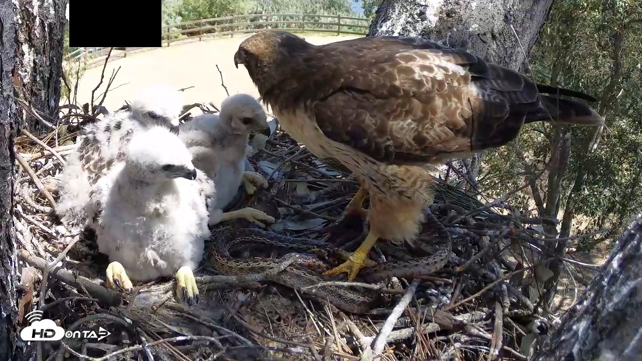 Snapshot of Red-Tailed Hawk Live Webcam taken Apr 15, 2026, 12:31pm PDT