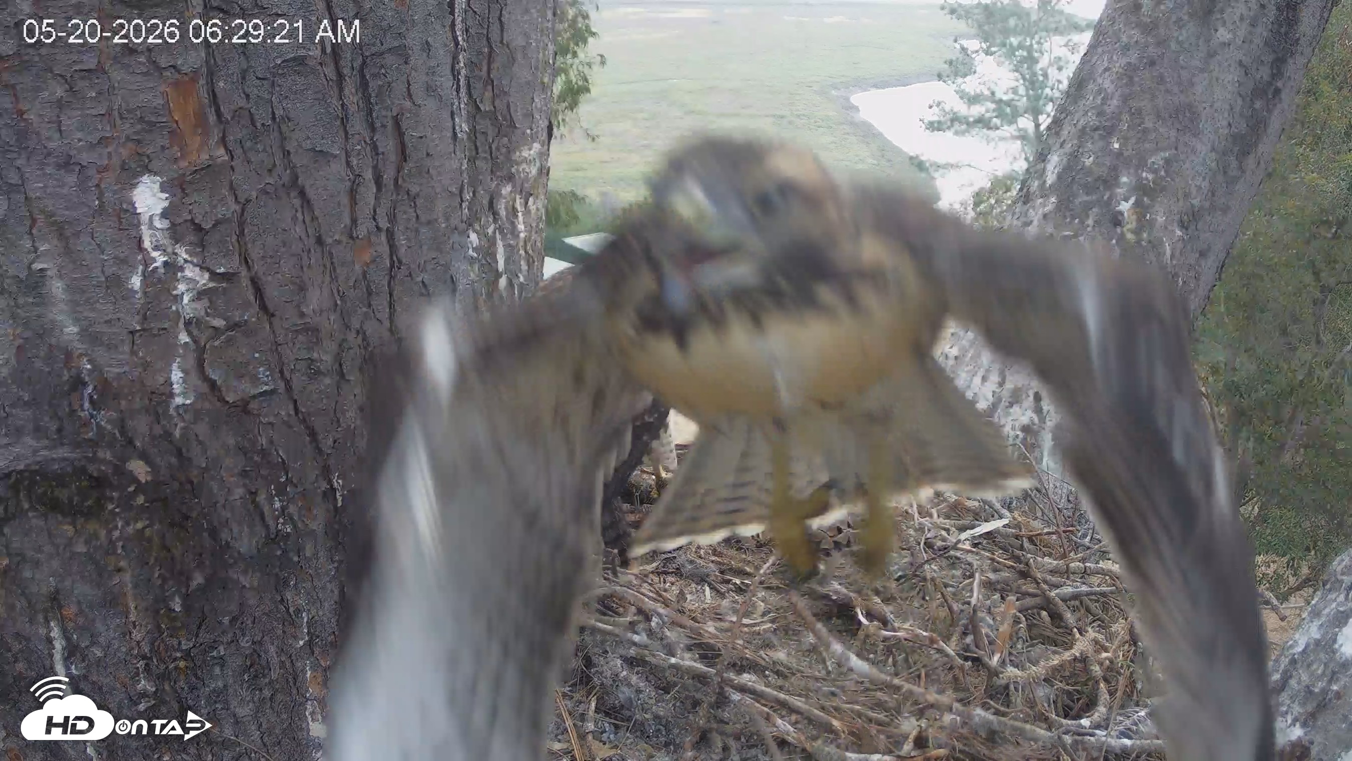 Snapshot of Red-Tailed Hawk Live Webcam taken May 20, 2026, 7:32am PDT