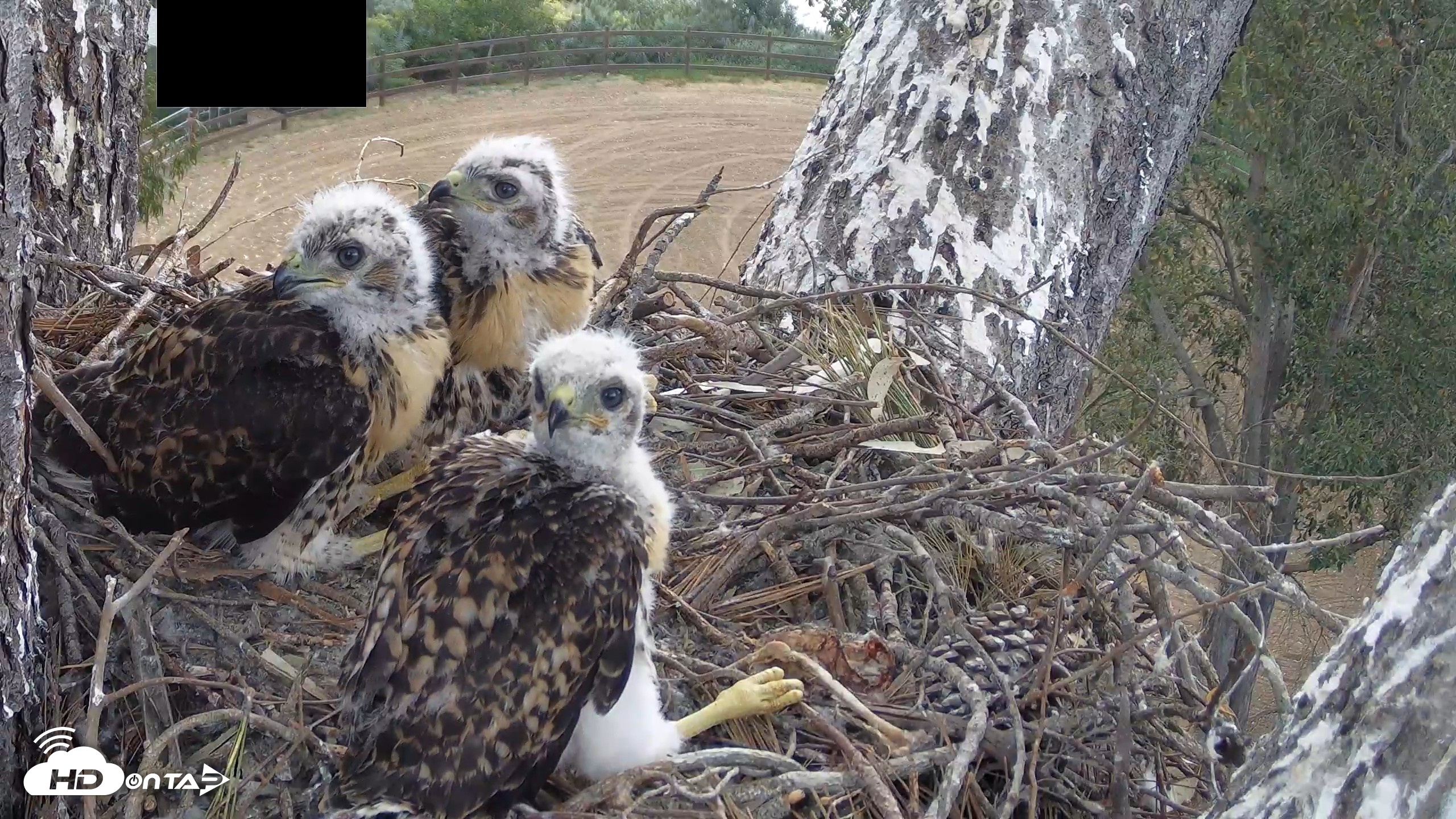 Snapshot of Red-Tailed Hawk Live Webcam taken Apr 25, 2026, 9:37am PDT