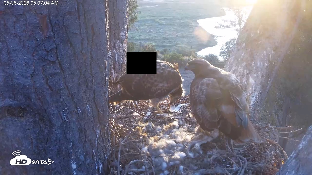 Snapshot of Red-Tailed Hawk Live Webcam taken May 6, 2026, 6:10am PDT