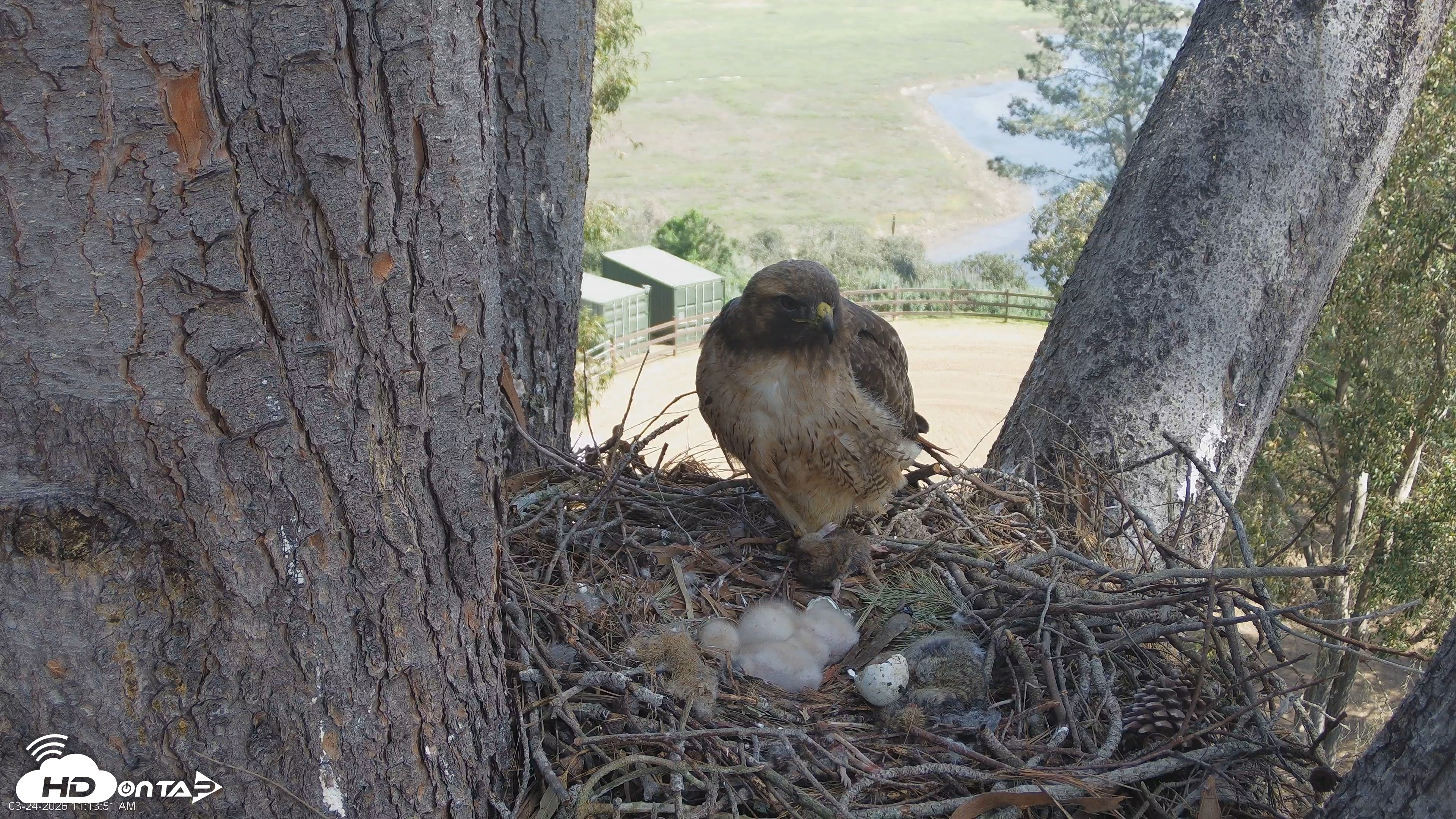 Snapshot of Red-Tailed Hawk Live Webcam taken Mar 24, 2026, 12:16pm PDT