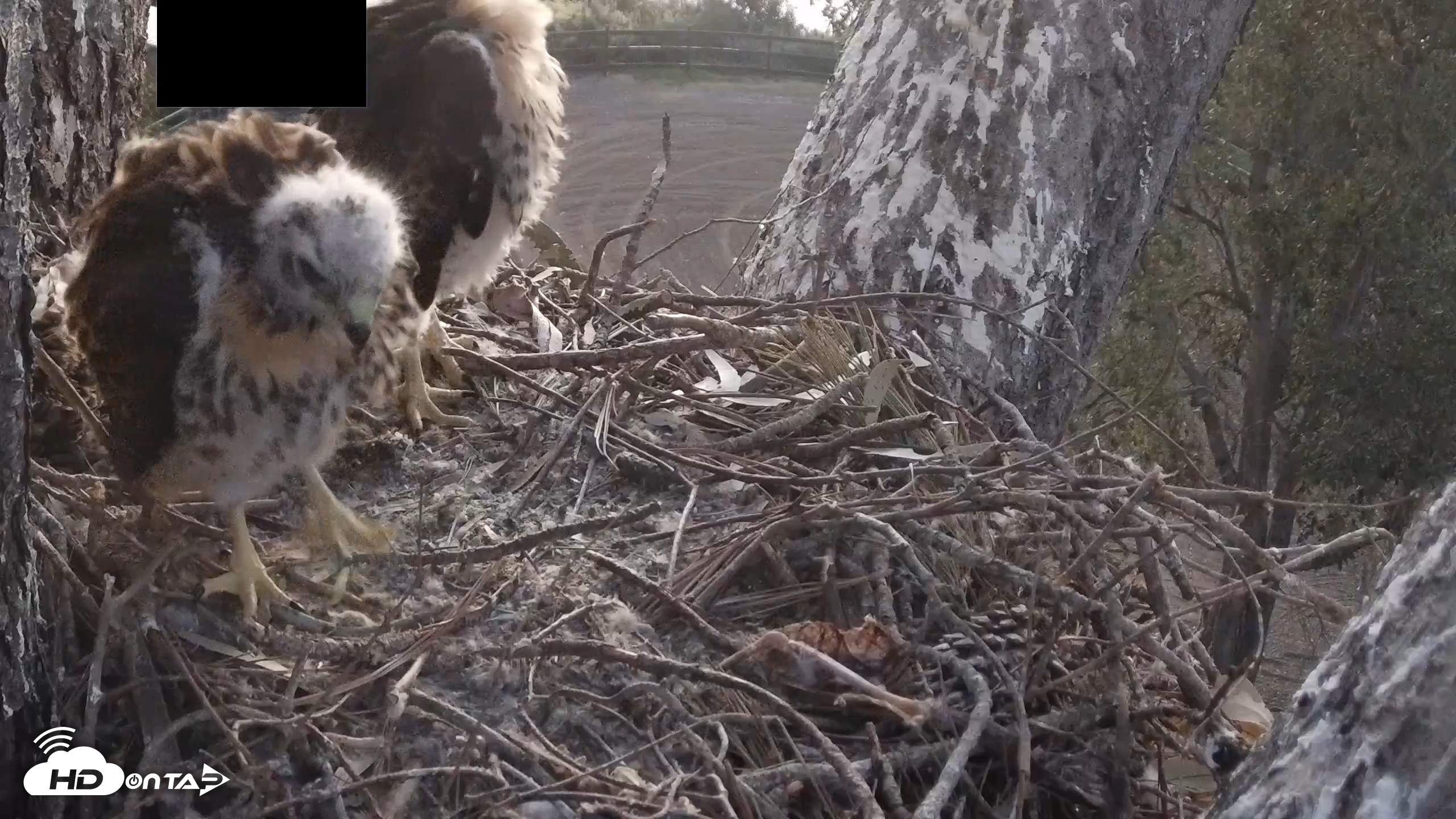 Snapshot of Red-Tailed Hawk Live Webcam taken Apr 24, 2026, 5:55am PDT