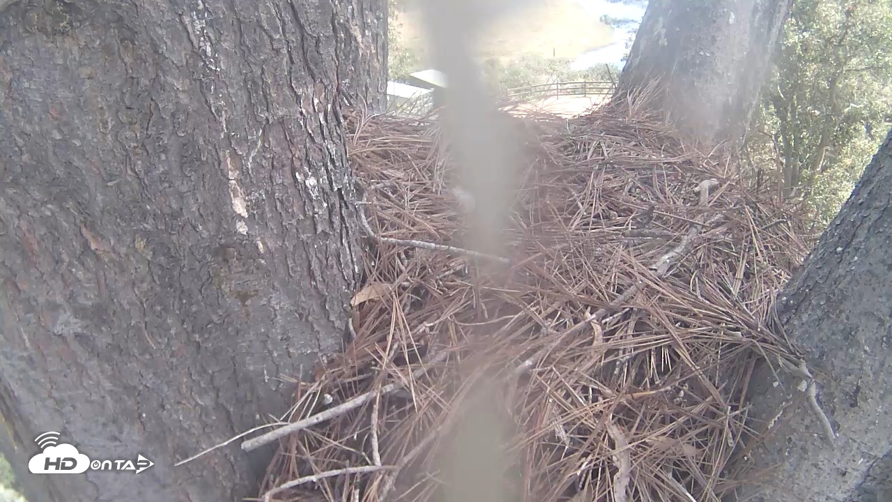 Snapshot of Red-Tailed Hawk Live Webcam taken Sep 1, 2025, 11:05am PDT