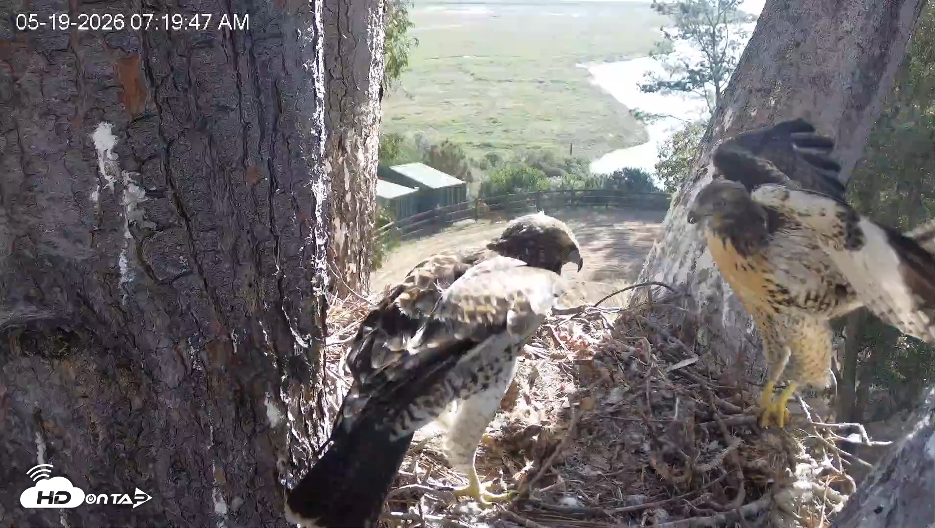 Snapshot of Red-Tailed Hawk Live Webcam taken May 19, 2026, 8:21am PDT