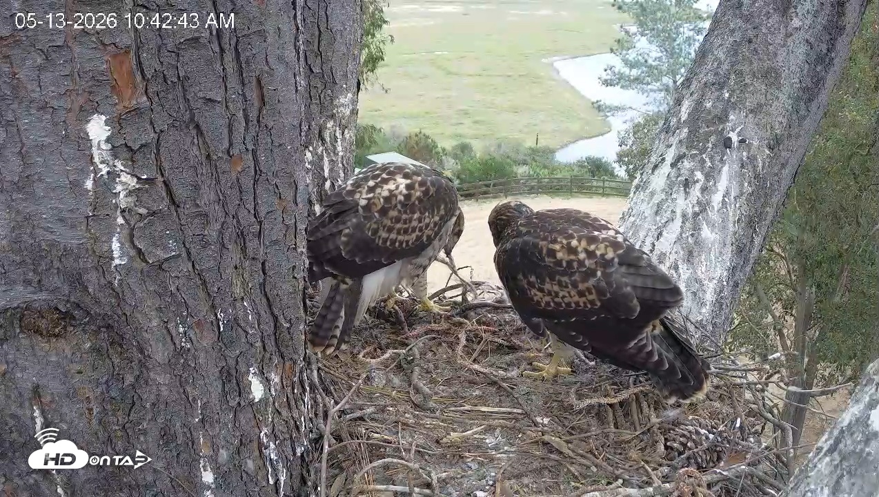 Snapshot of Red-Tailed Hawk Live Webcam taken May 13, 2026, 11:46am PDT