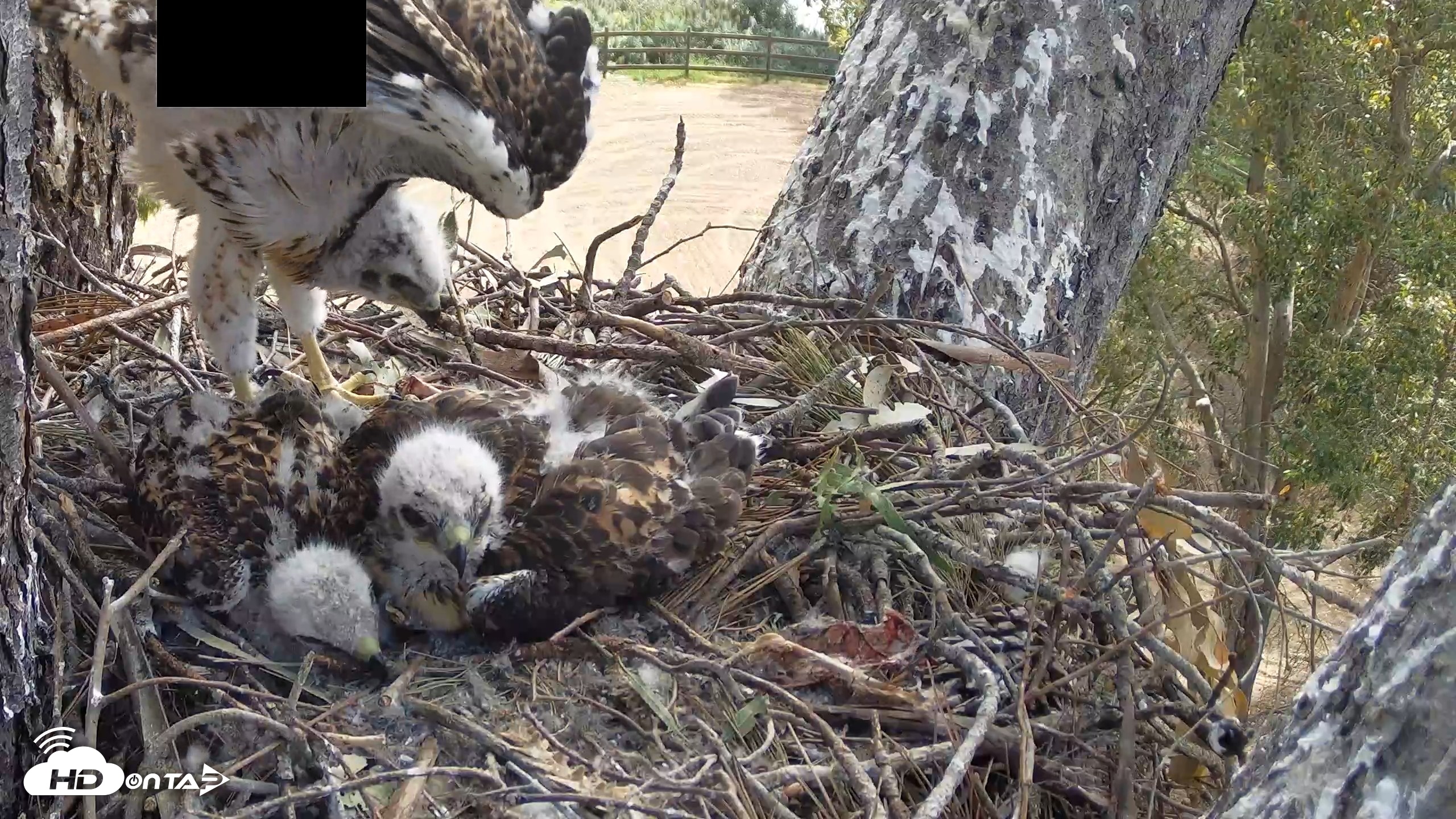Snapshot of Red-Tailed Hawk Live Webcam taken Apr 23, 2026, 10:02am PDT