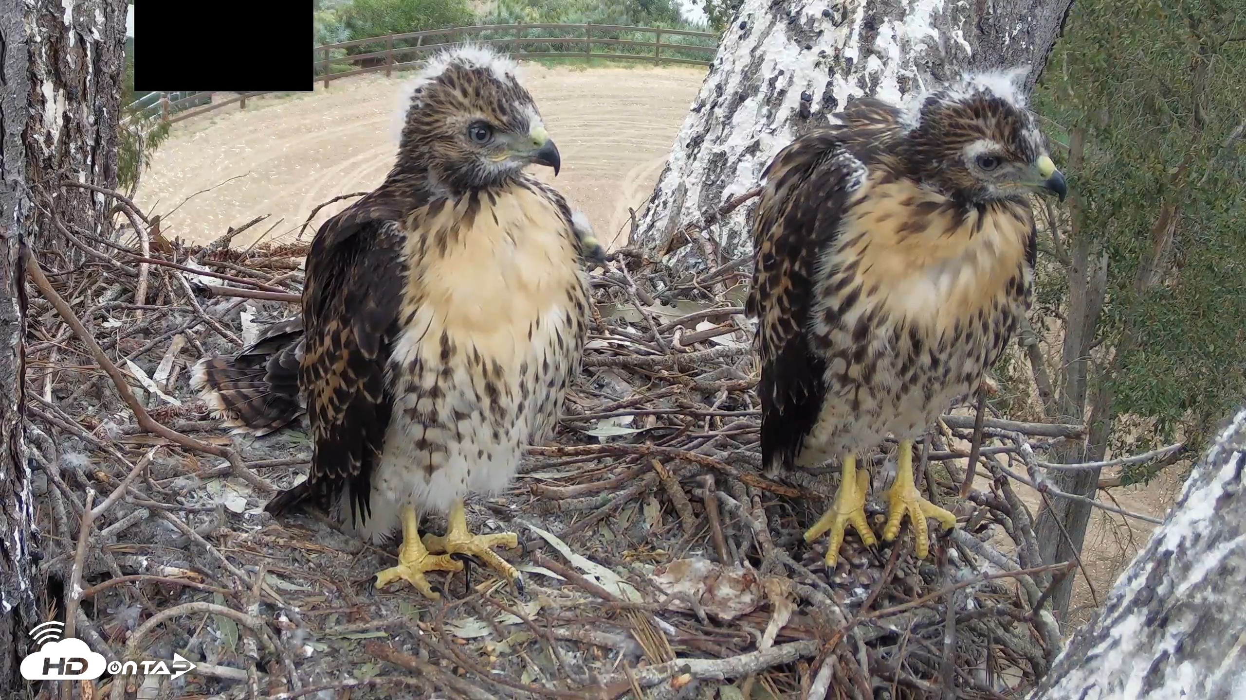 Snapshot of Red-Tailed Hawk Live Webcam taken May 1, 2026, 7:10am PDT