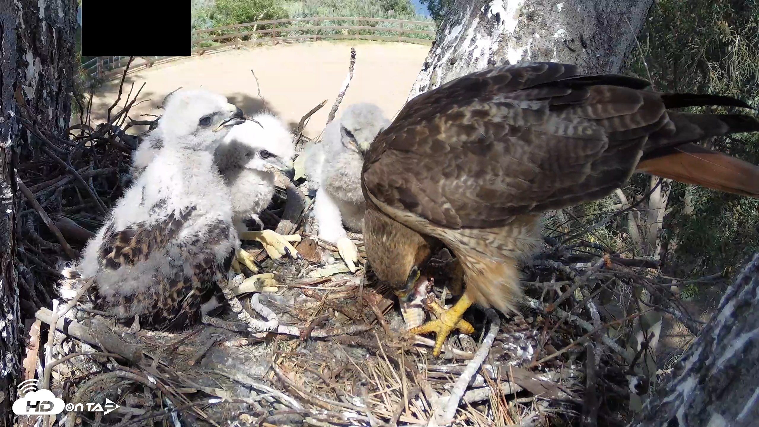 Snapshot of Red-Tailed Hawk Live Webcam taken Apr 15, 2026, 3:24pm PDT