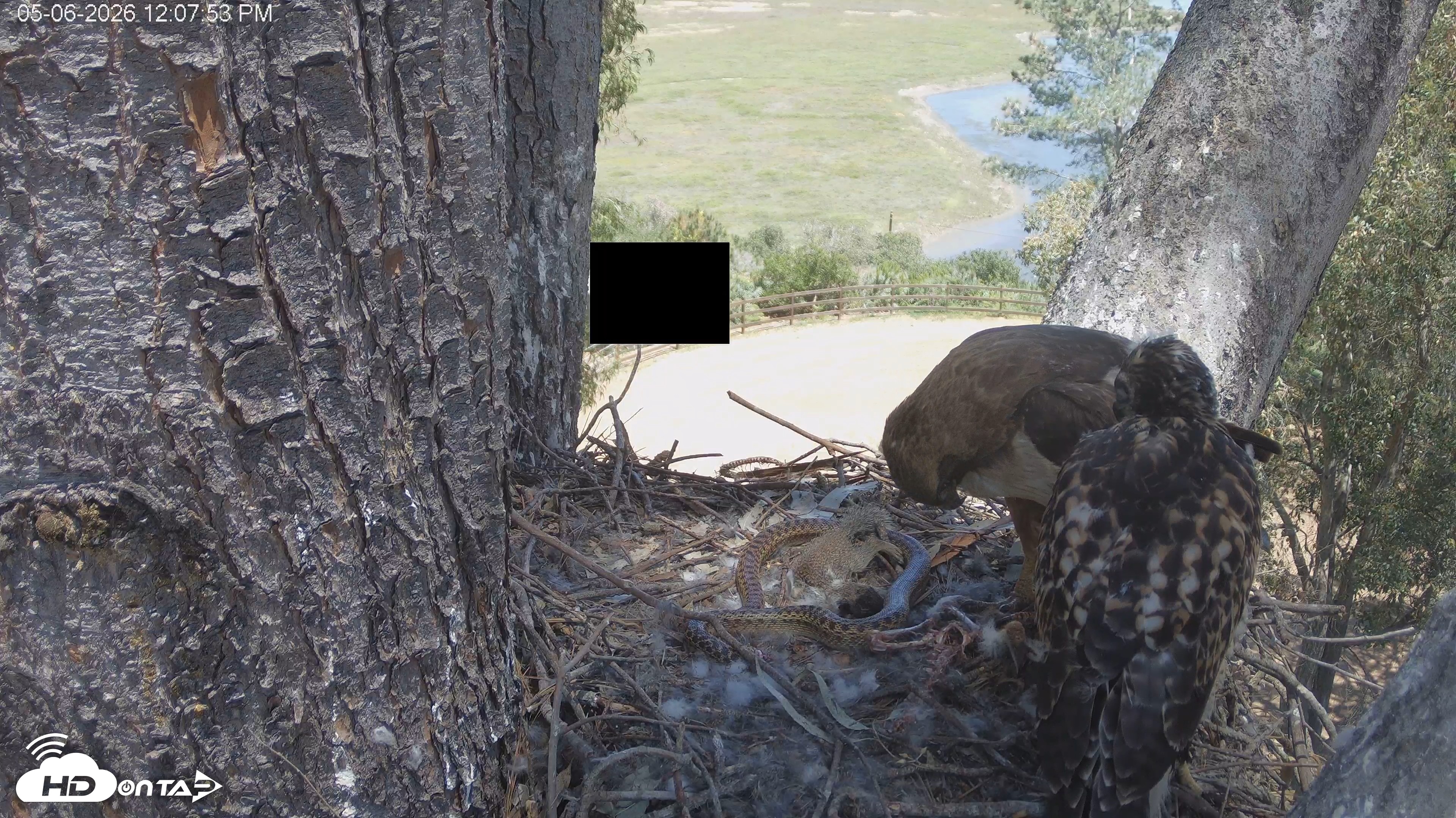Snapshot of Red-Tailed Hawk Live Webcam taken May 6, 2026, 1:08pm PDT