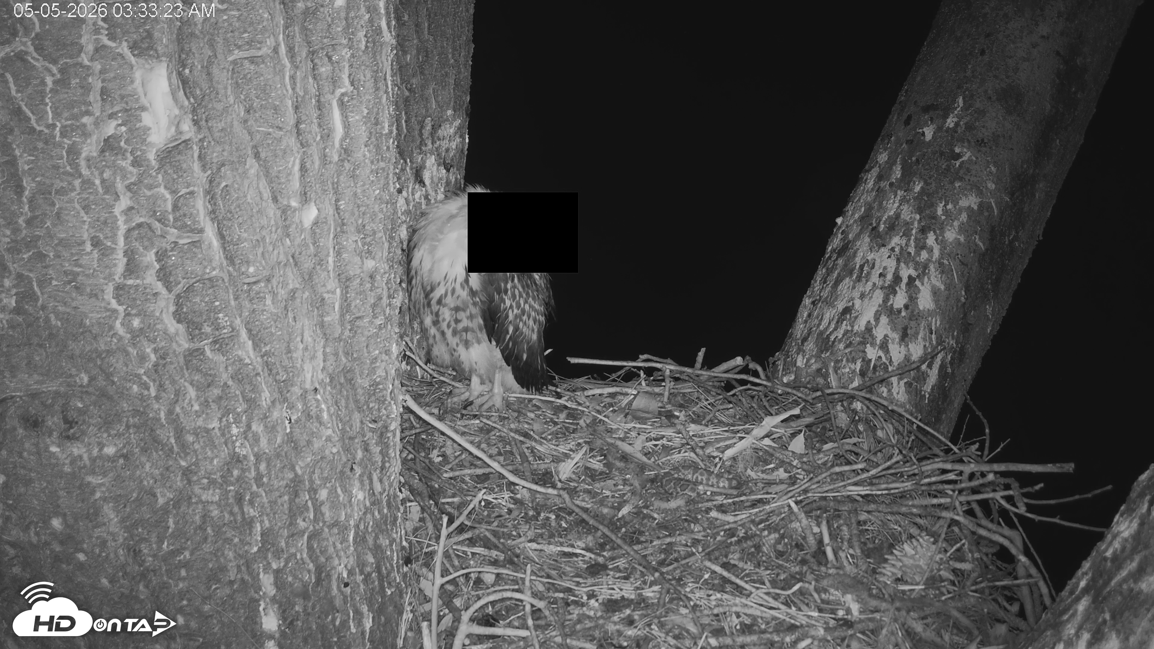 Snapshot of Red-Tailed Hawk Live Webcam taken May 5, 2026, 4:37am PDT