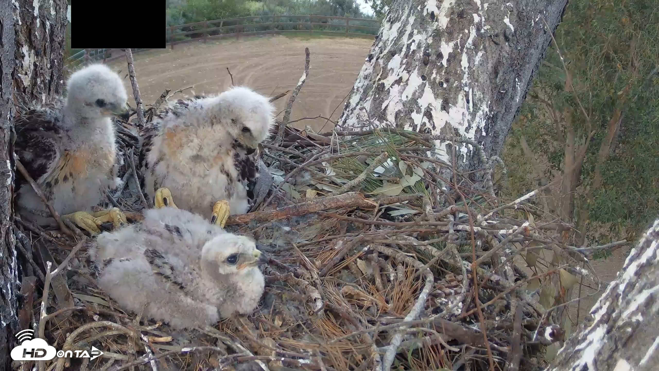 Snapshot of Red-Tailed Hawk Live Webcam taken Apr 17, 2026, 6:30pm PDT