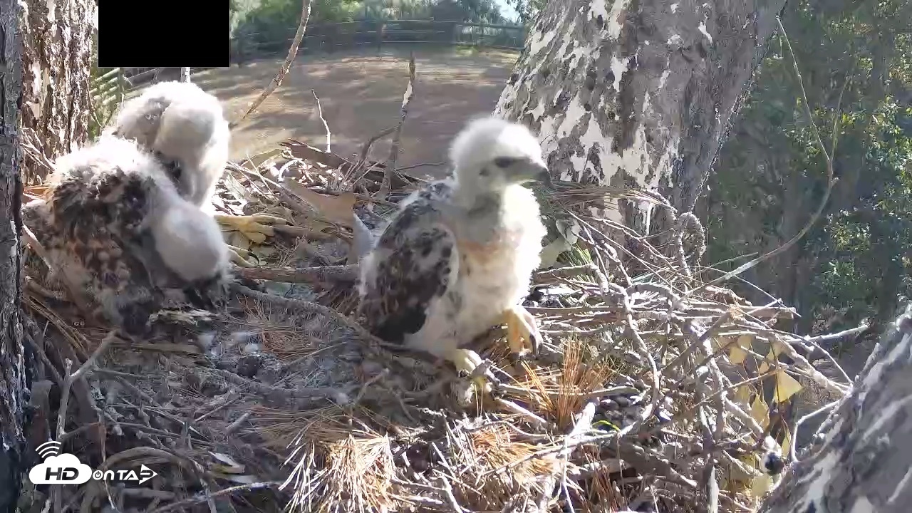 Snapshot of Red-Tailed Hawk Live Webcam taken Apr 17, 2026, 8:41am PDT