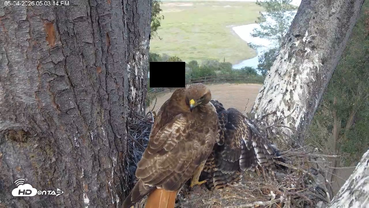 Snapshot of Red-Tailed Hawk Live Webcam taken May 4, 2026, 6:04pm PDT
