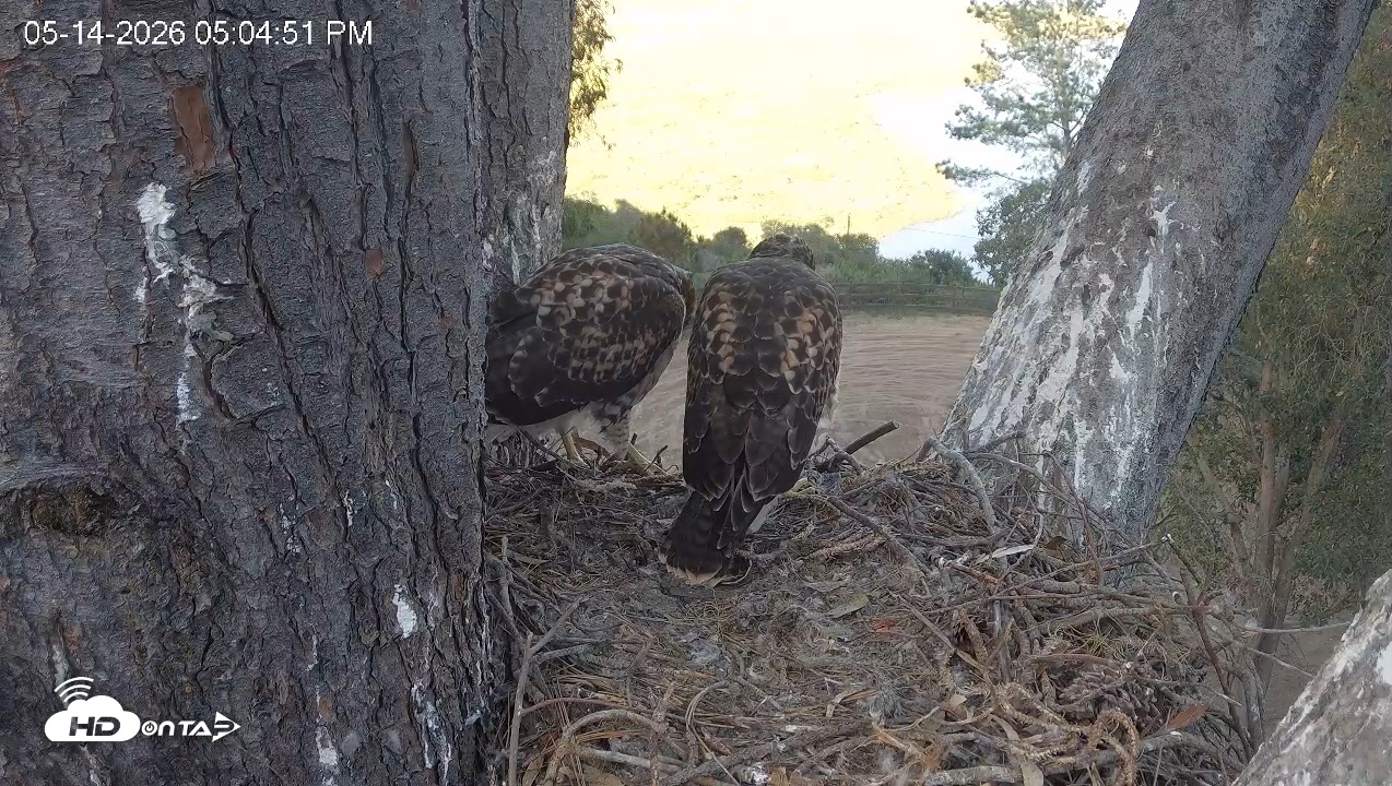 Snapshot of Red-Tailed Hawk Live Webcam taken May 14, 2026, 6:08pm PDT