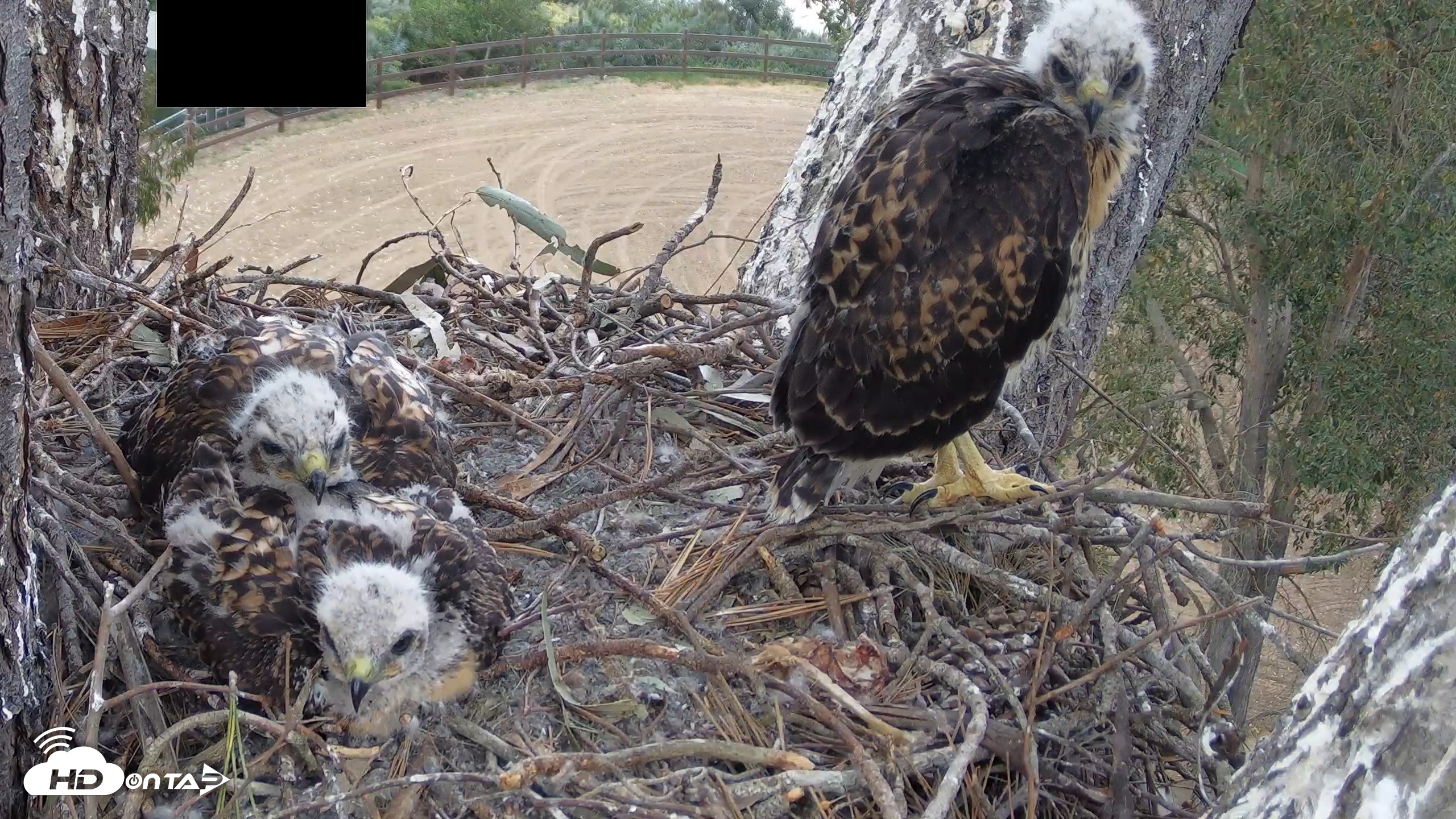Snapshot of Red-Tailed Hawk Live Webcam taken Apr 24, 2026, 5:58pm PDT