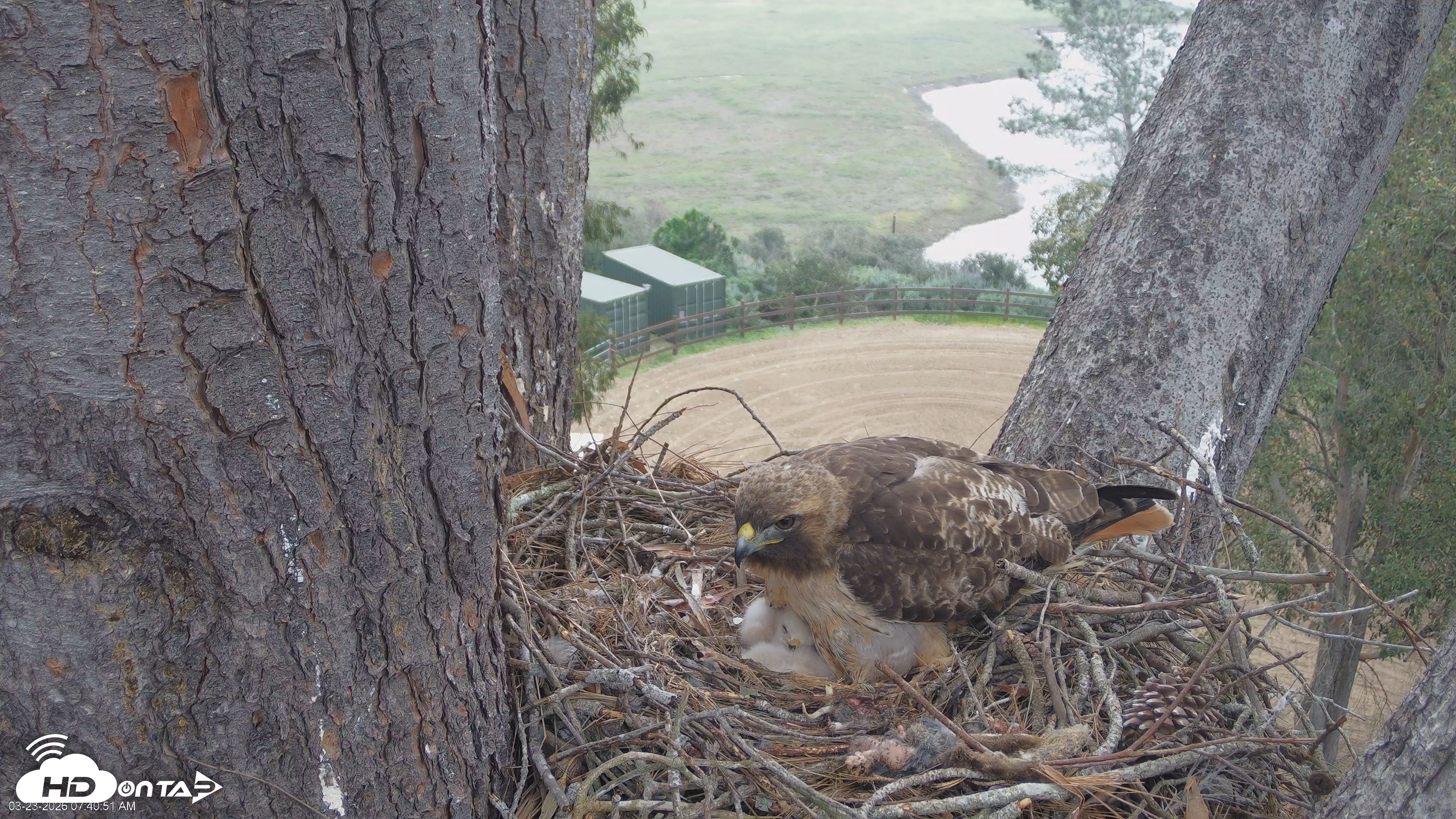 Snapshot of Red-Tailed Hawk Live Webcam taken Mar 23, 2026, 8:43am PDT