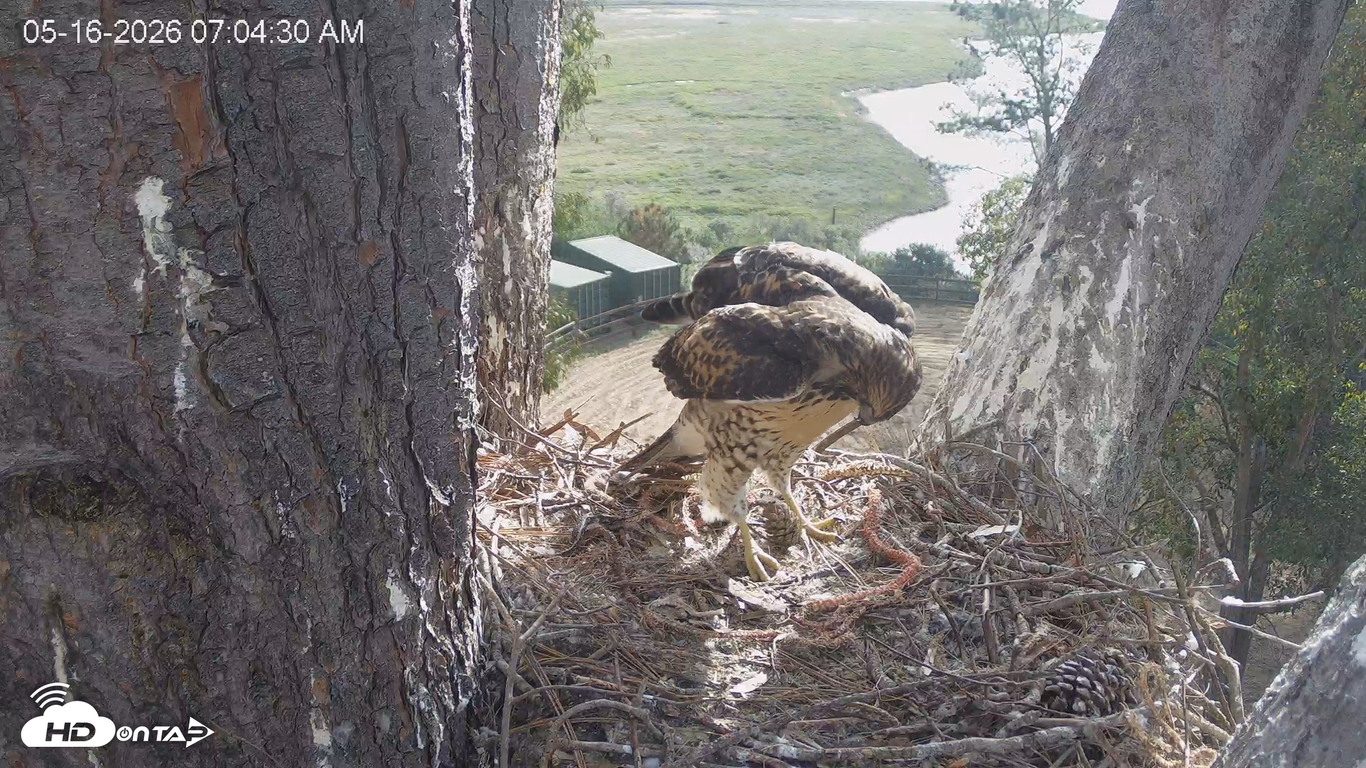 Snapshot of Red-Tailed Hawk Live Webcam taken May 16, 2026, 8:05am PDT