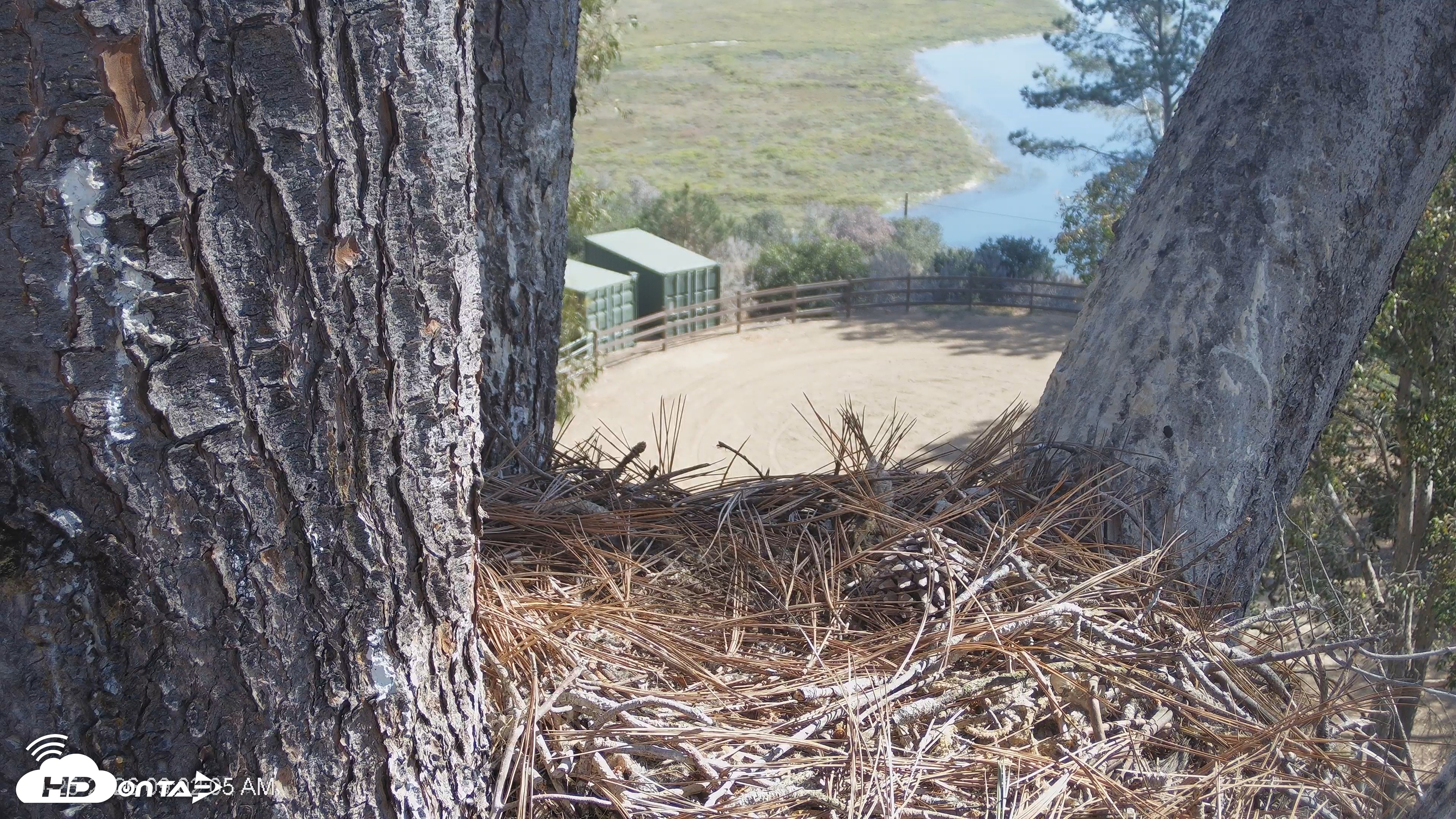 Snapshot of Red-Tailed Hawk Live Webcam taken Sep 25, 2026, 10:06am PDT