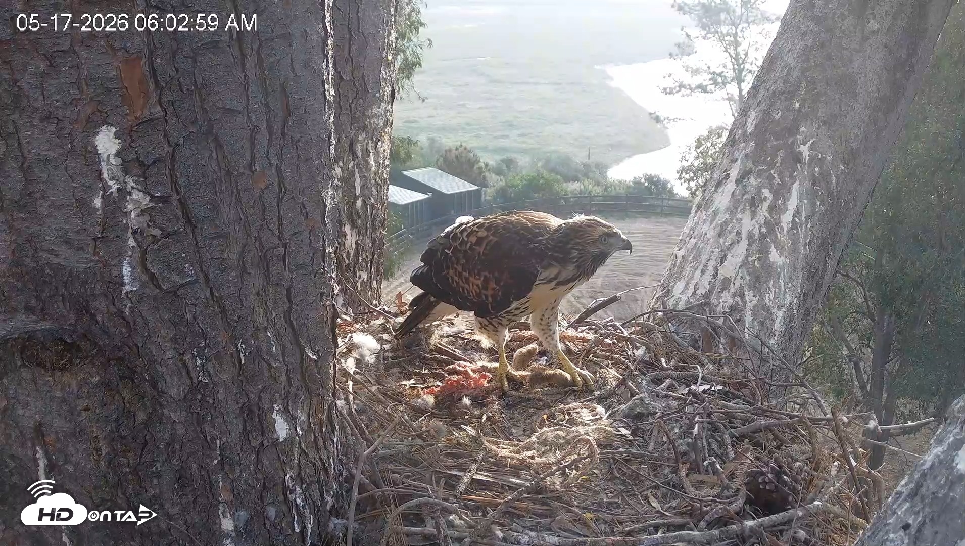 Snapshot of Red-Tailed Hawk Live Webcam taken May 17, 2026, 7:03am PDT
