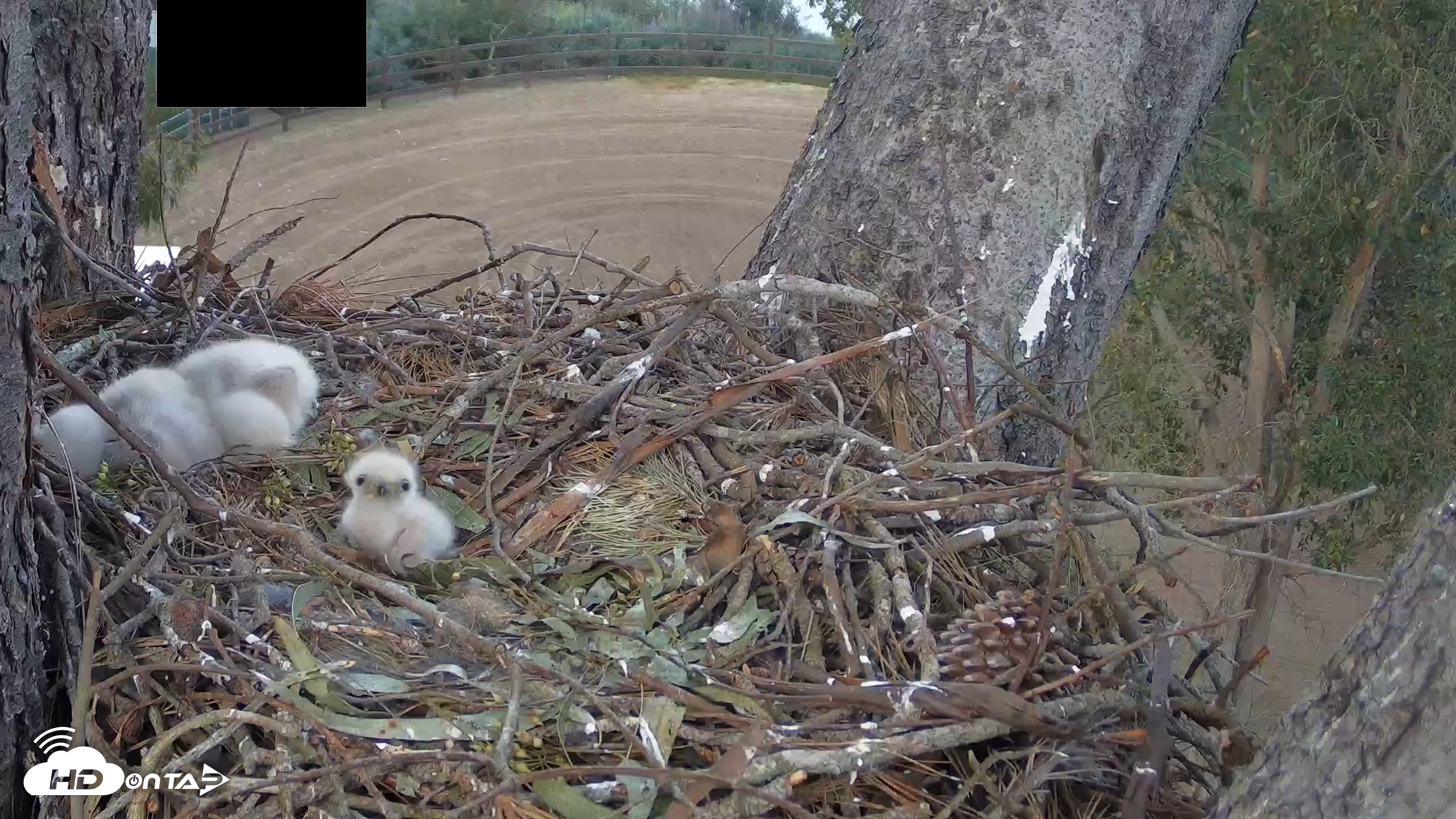 Snapshot of Red-Tailed Hawk Live Webcam taken Mar 28, 2026, 6:00pm PDT