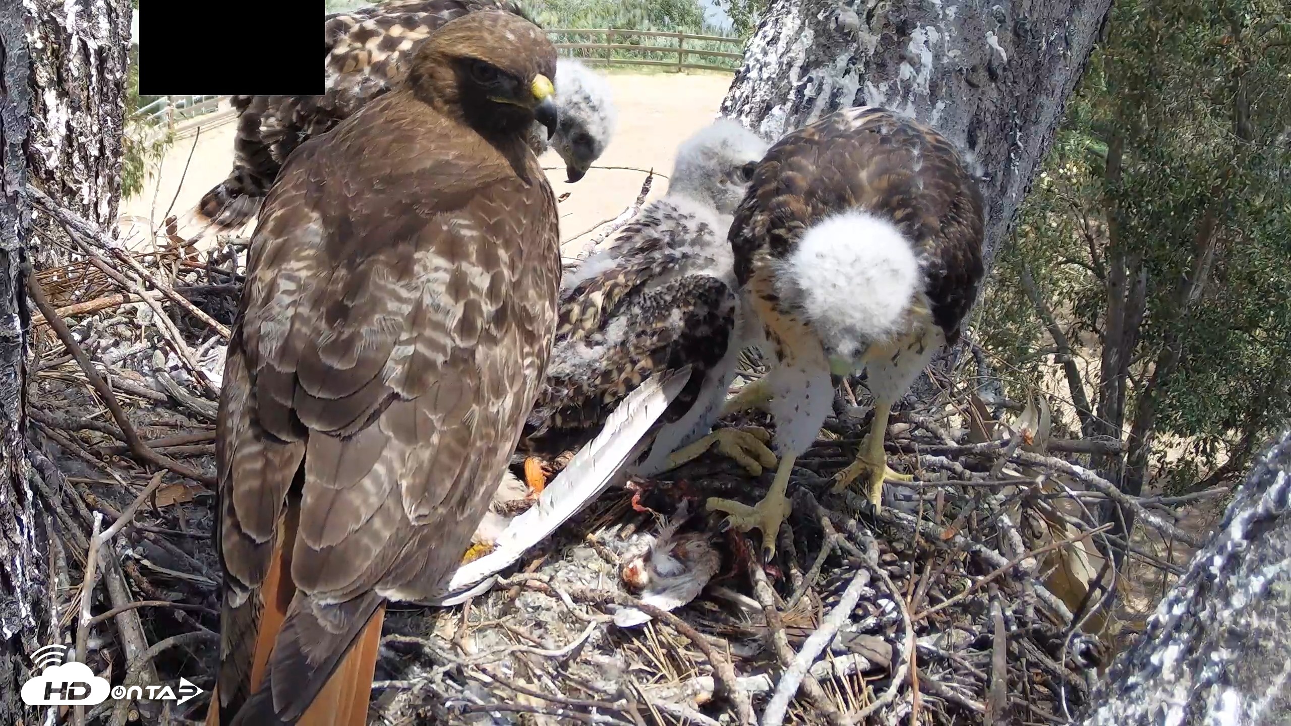 Snapshot of Red-Tailed Hawk Live Webcam taken Apr 22, 2026, 12:46pm PDT