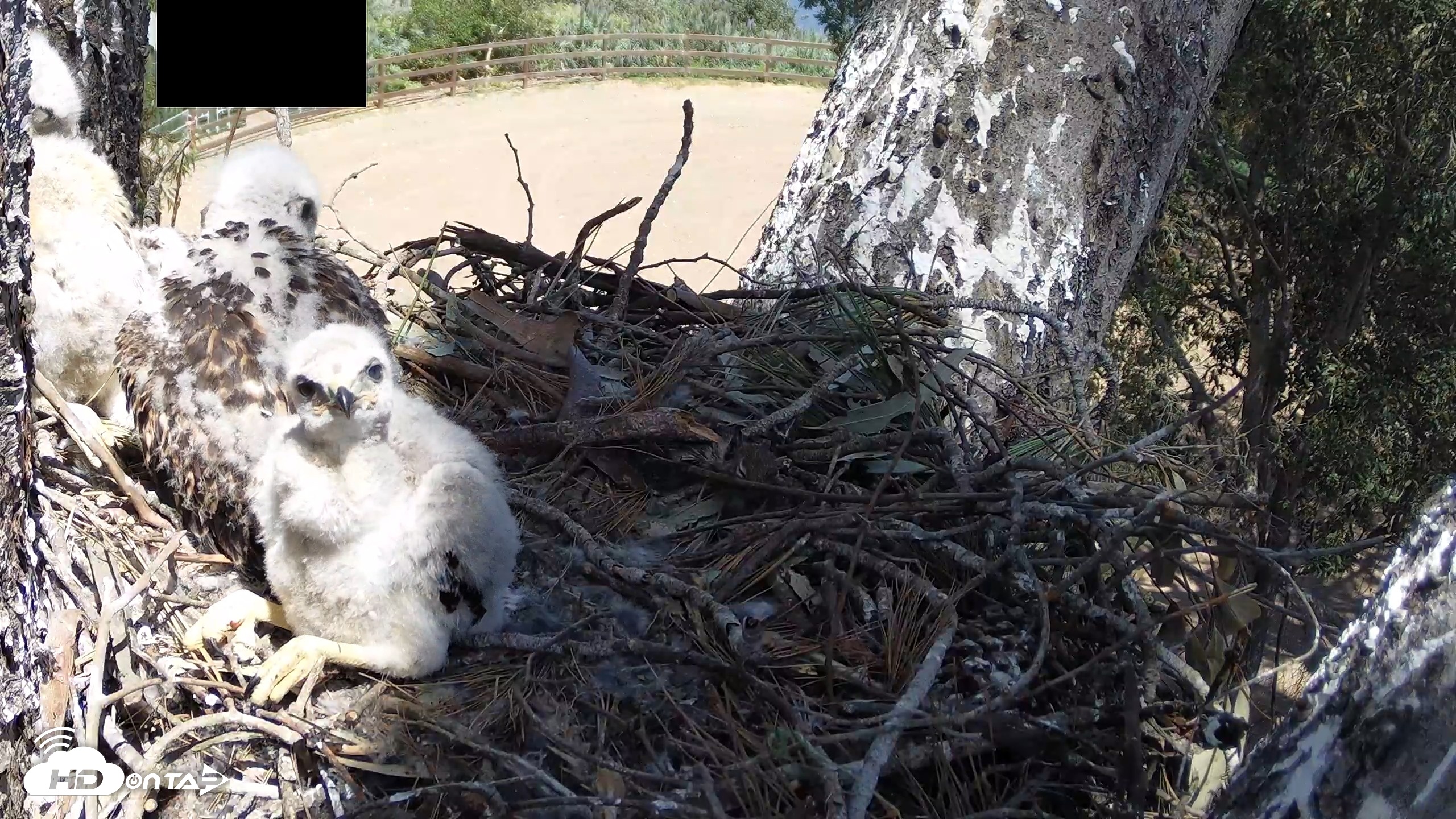 Snapshot of Red-Tailed Hawk Live Webcam taken Apr 17, 2026, 2:02pm PDT