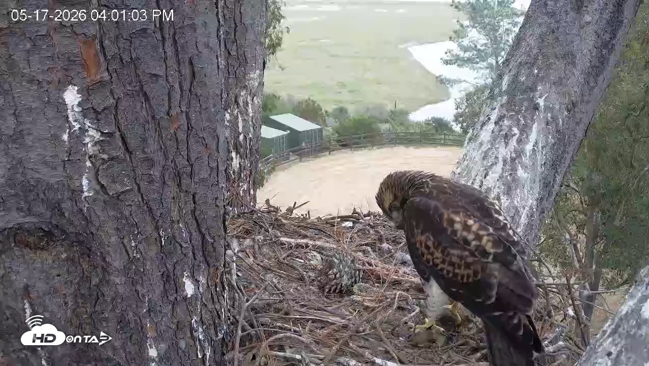 Snapshot of Red-Tailed Hawk Live Webcam taken May 17, 2026, 5:02pm PDT