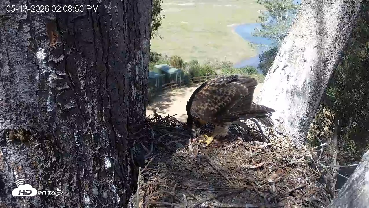 Snapshot of Red-Tailed Hawk Live Webcam taken May 13, 2026, 3:11pm PDT