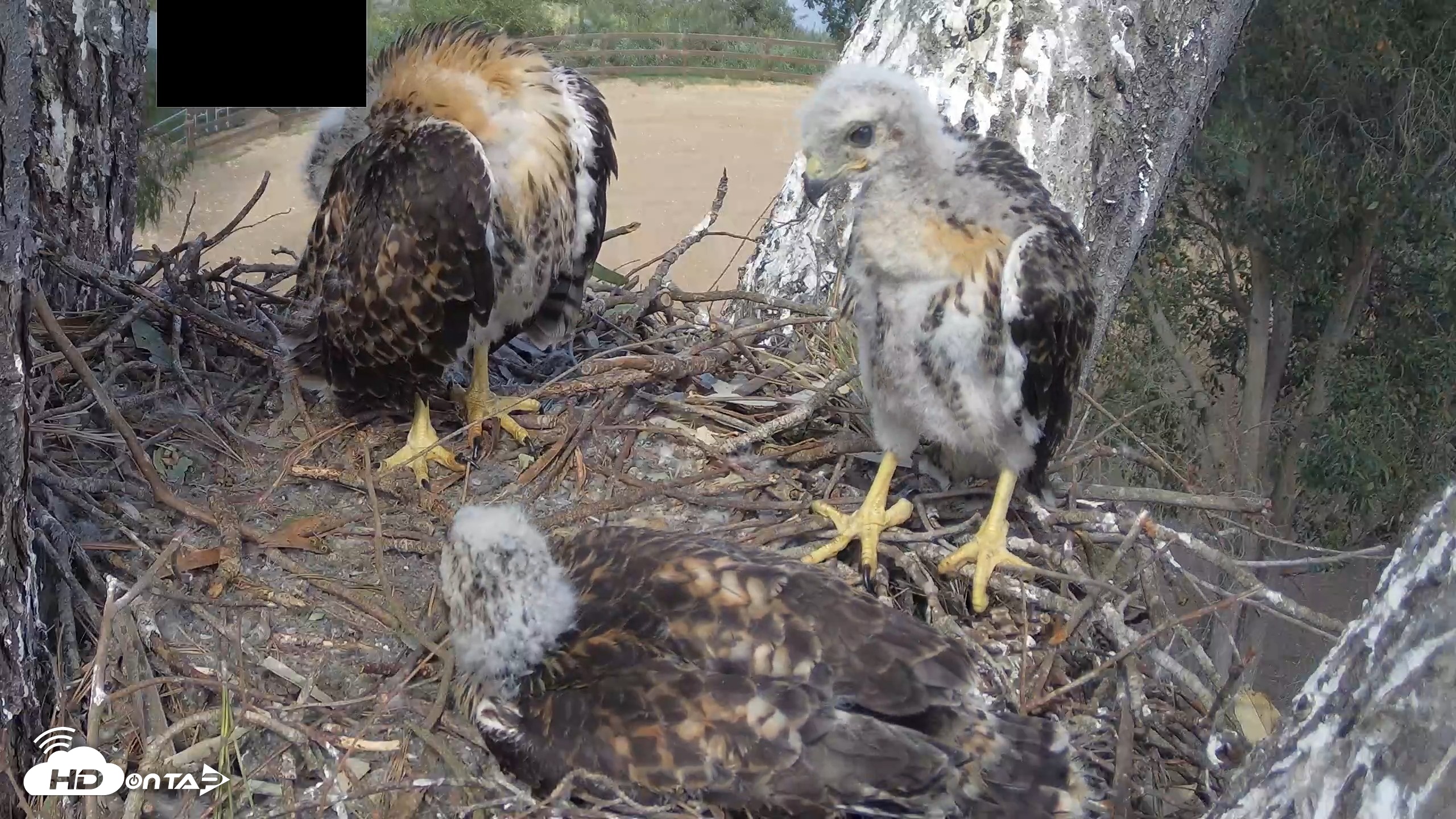 Snapshot of Red-Tailed Hawk Live Webcam taken Apr 24, 2026, 3:15pm PDT