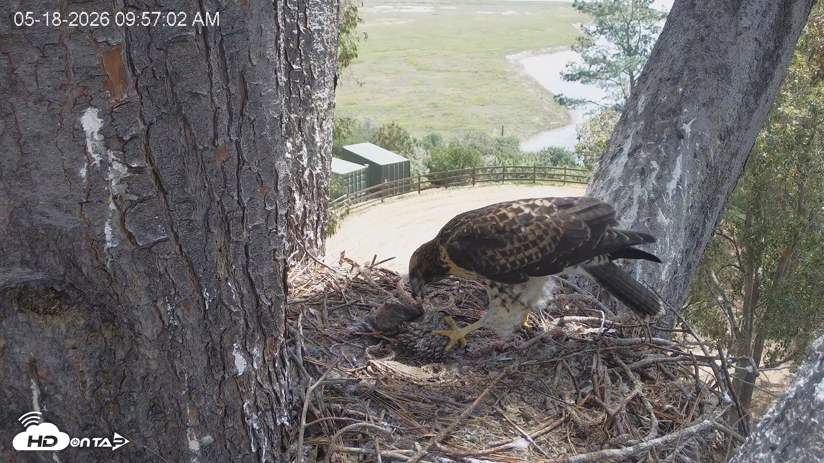 Snapshot of Red-Tailed Hawk Live Webcam taken May 18, 2026, 10:57am PDT