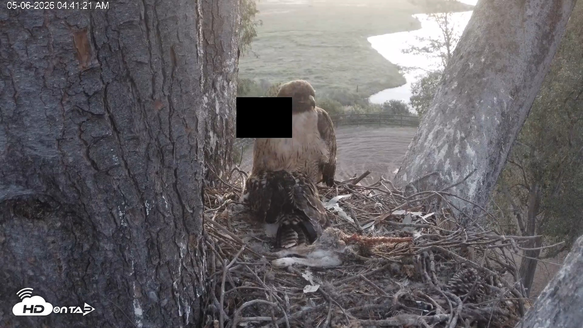Snapshot of Red-Tailed Hawk Live Webcam taken May 6, 2026, 5:44am PDT