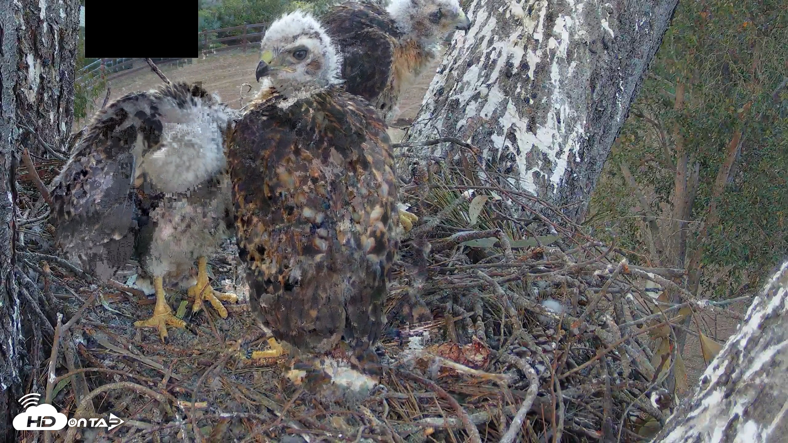Snapshot of Red-Tailed Hawk Live Webcam taken Apr 23, 2026, 6:32pm PDT