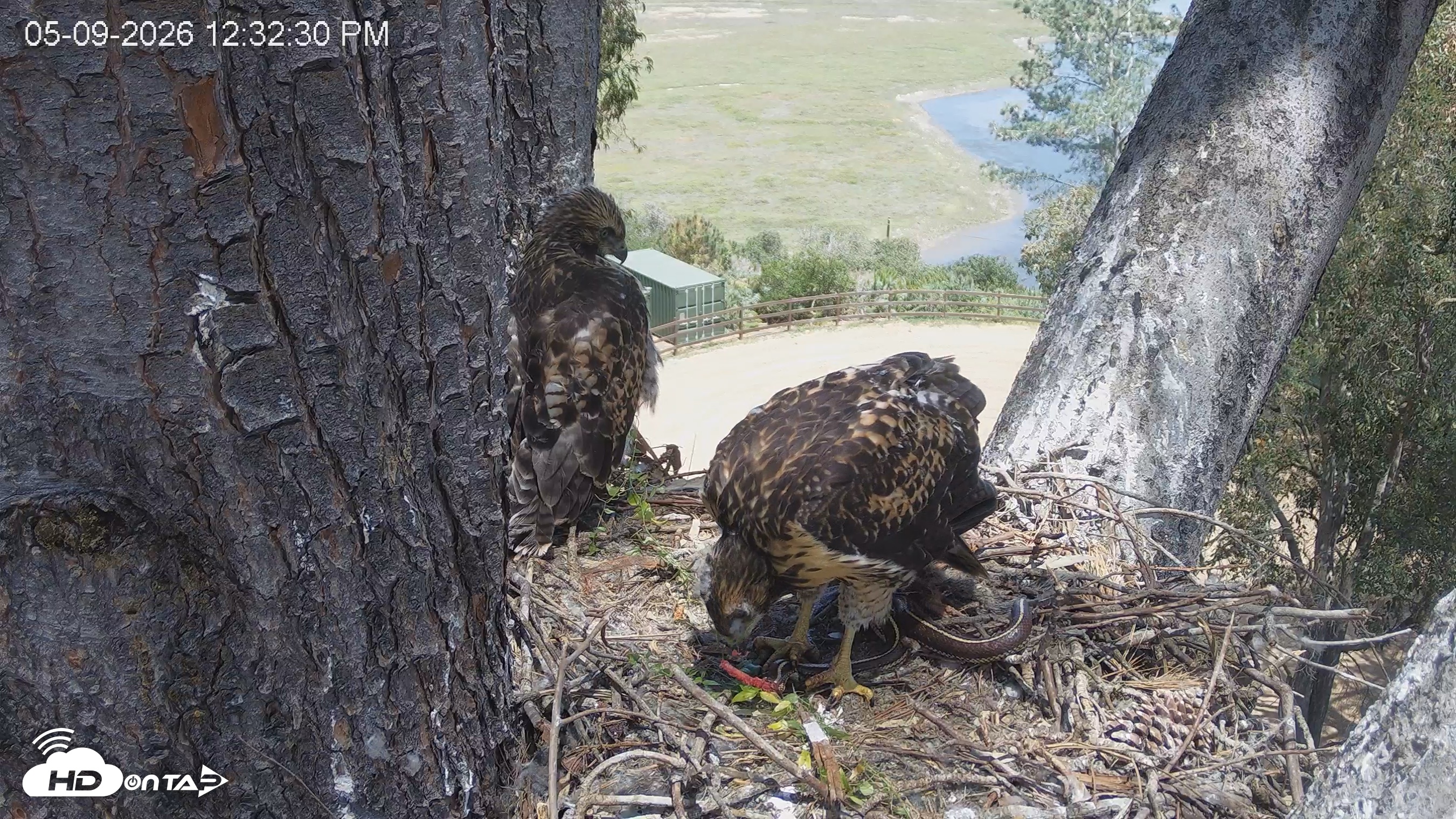 Snapshot of Red-Tailed Hawk Live Webcam taken May 9, 2026, 1:33pm PDT