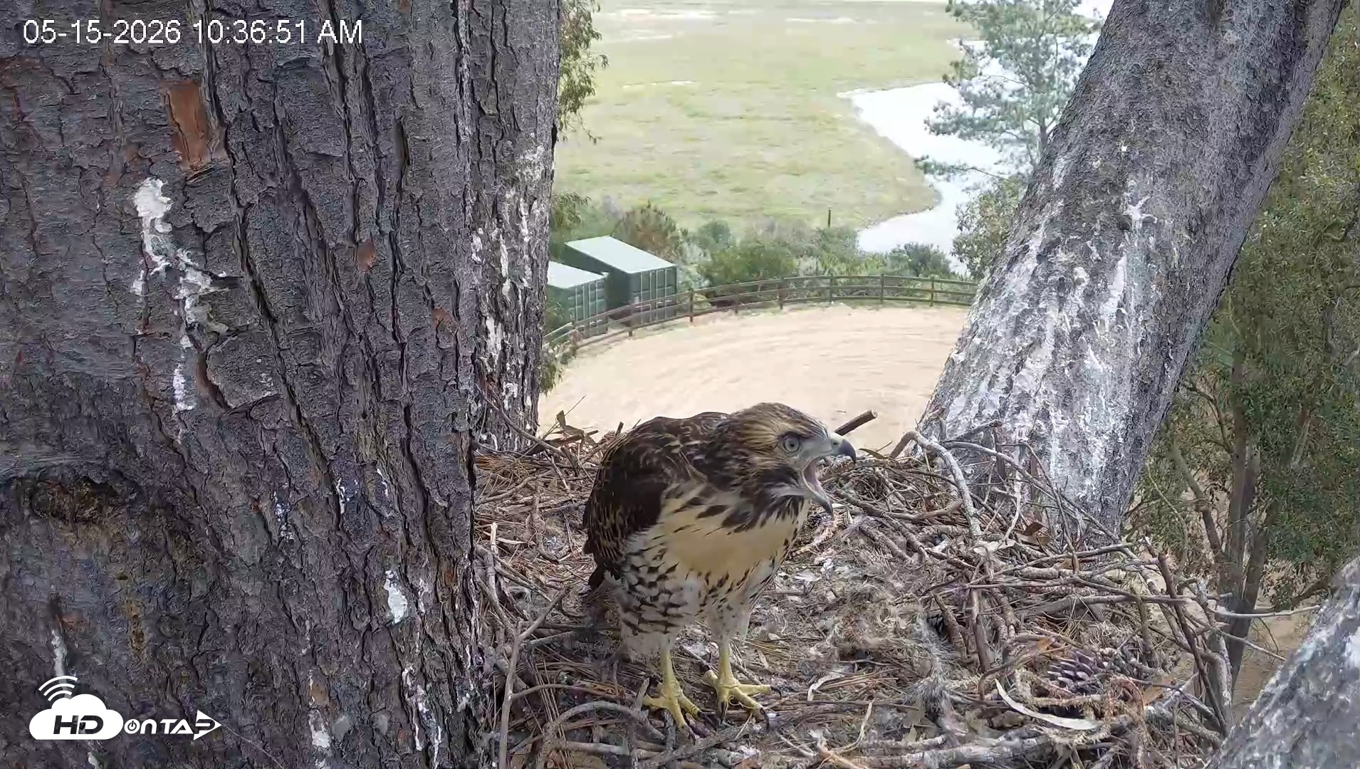 Snapshot of Red-Tailed Hawk Live Webcam taken May 15, 2026, 11:37am PDT